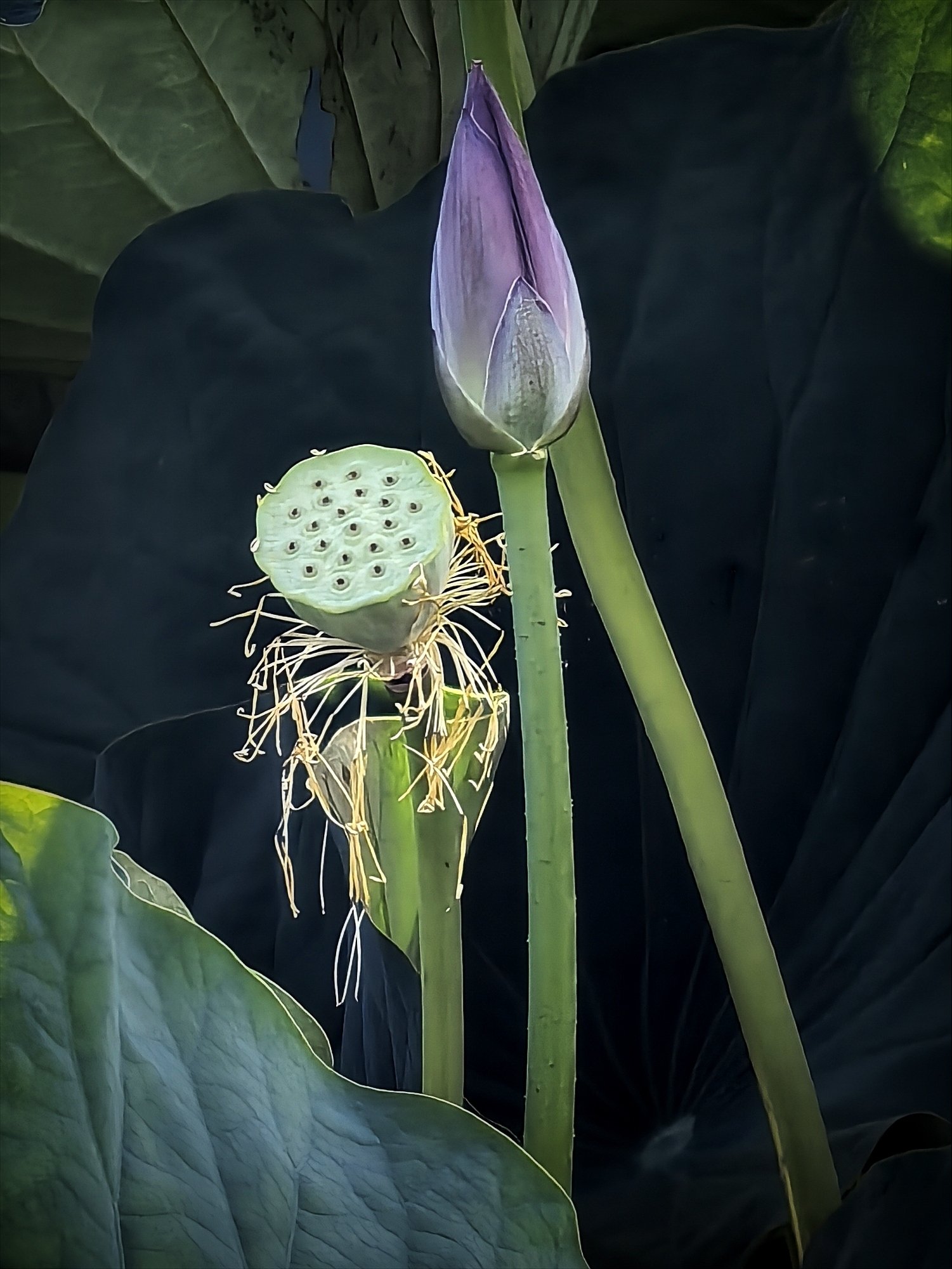 花蓮様　確認ページ 即非蓮 種レンコン1株 3,500円 / 栽培セット 5,500円 | 花ハスの専門店