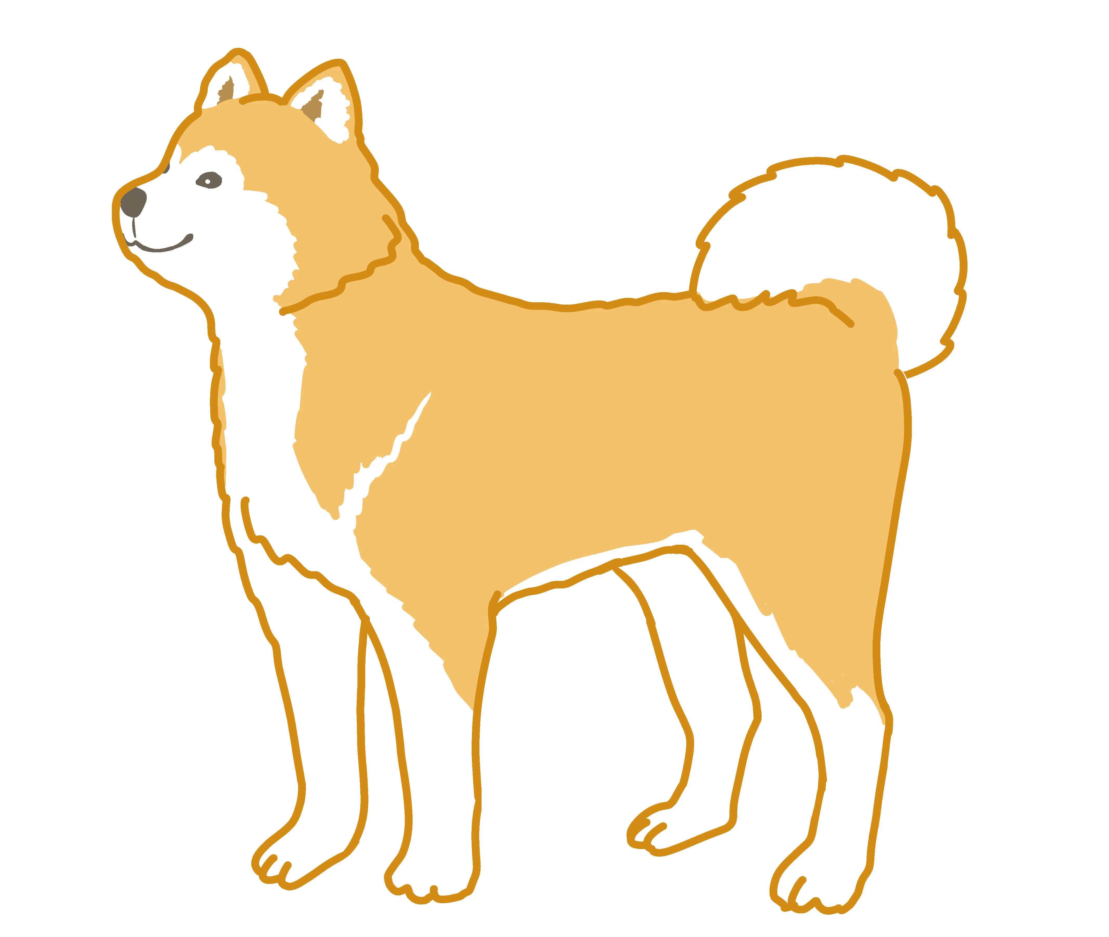 秋田犬のイラスト｜るみあ