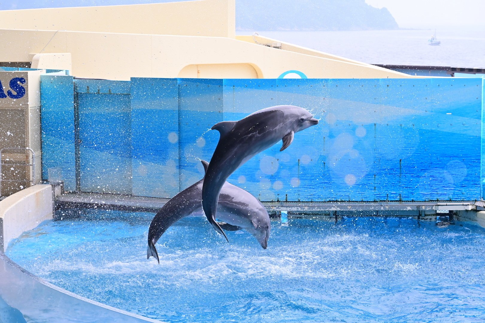 えのすい”を楽しむ／2025年7月｜mitsuki sora