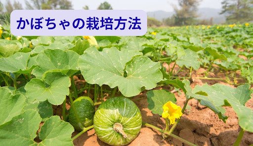 かぼちゃの栽培方法とは