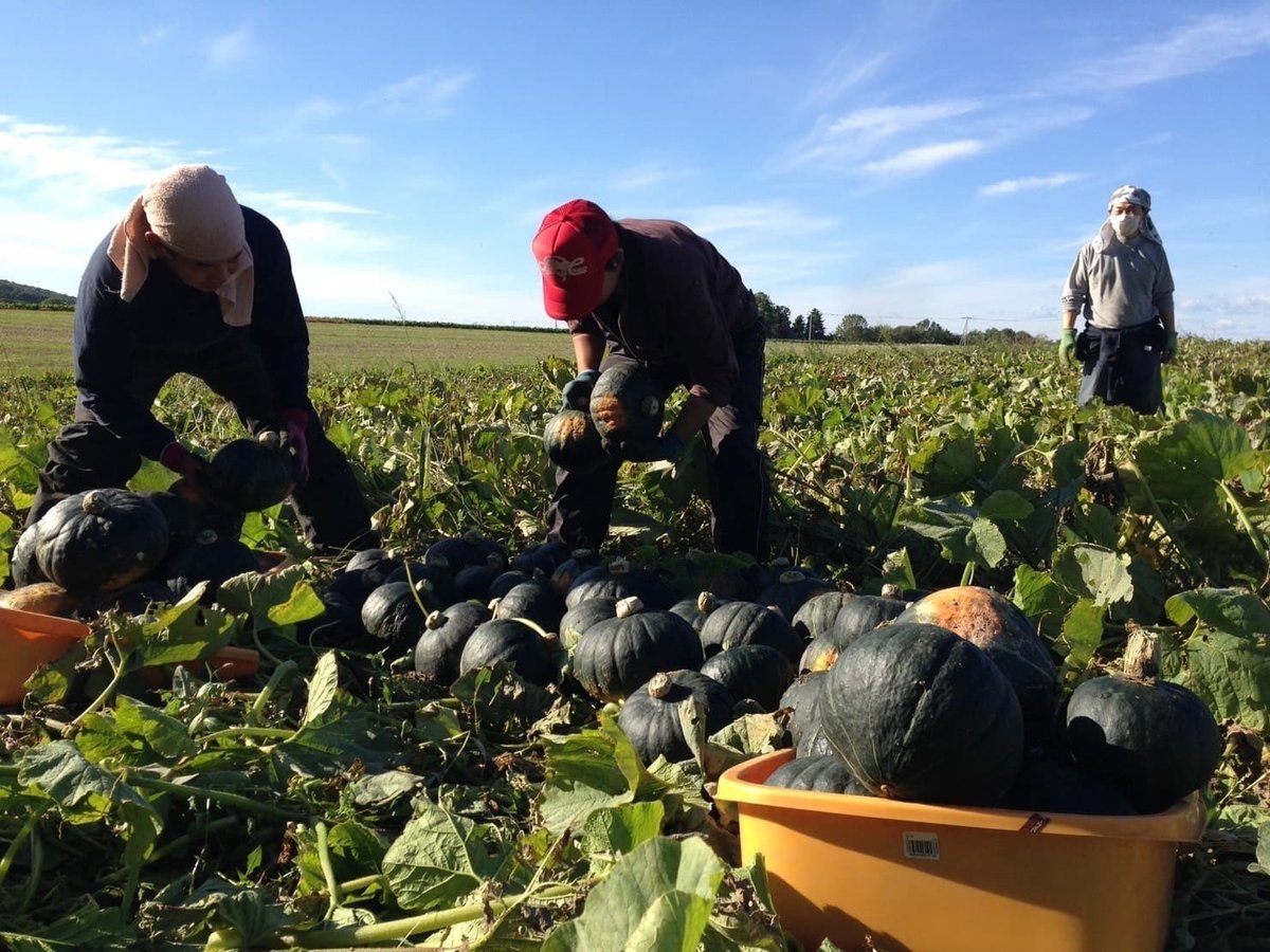 北海道で農業アルバイト