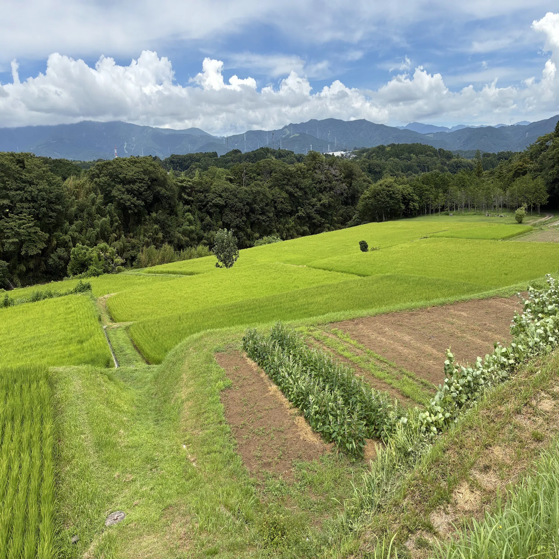 金太郎をたどって見えた。山と私たちとの関係。(小山町探訪記)｜てん