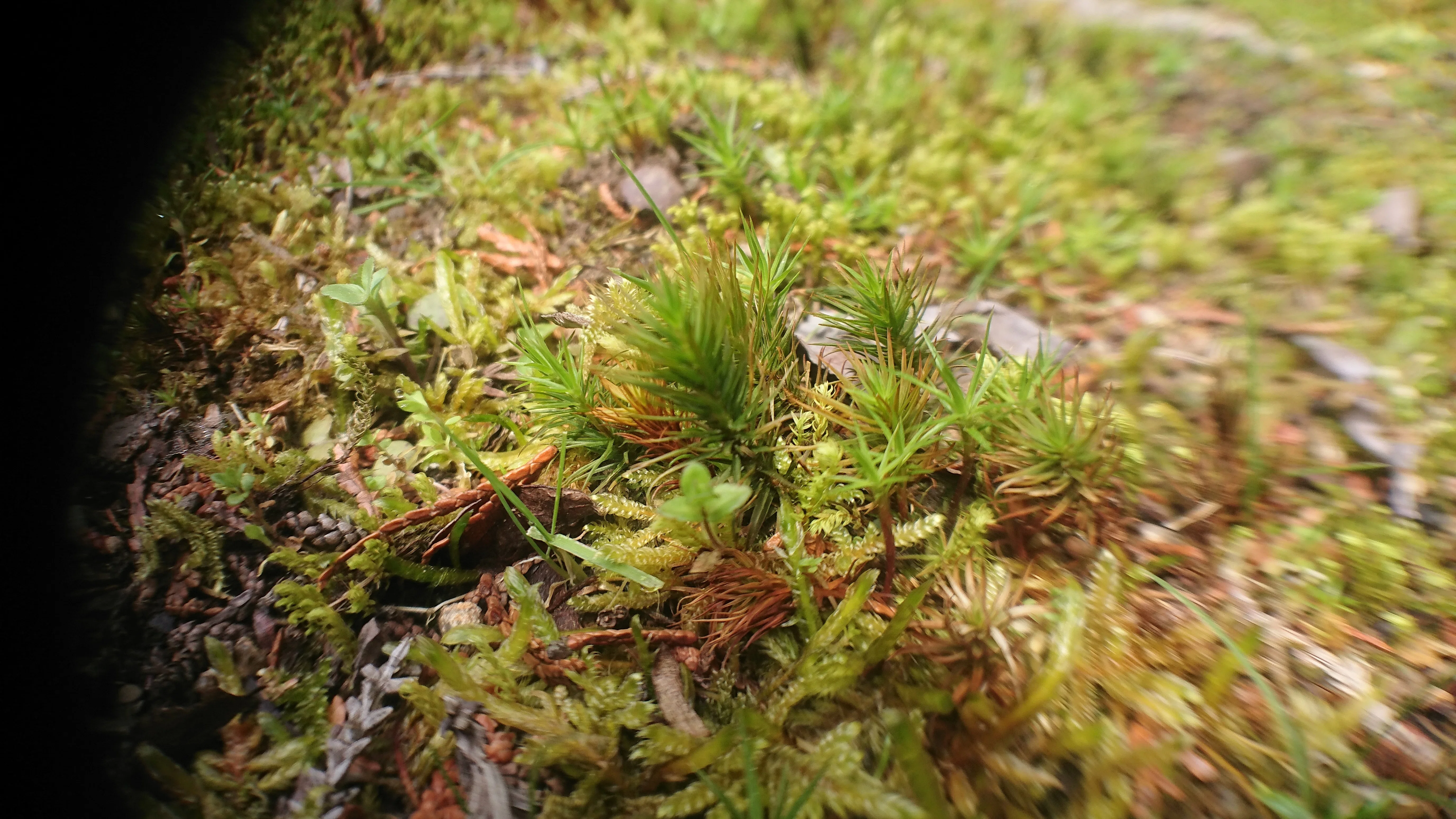 スギゴケ 苔トレー スギゴケ 杉苔 10枚 山野10-AK キーワードから探す
