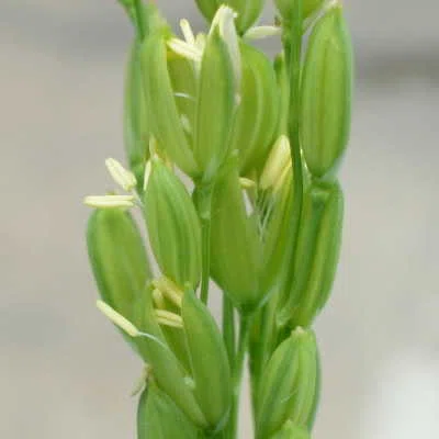 知ってた？稲の花ってこんなに美しいんだ！知られざる魅力を徹底解説｜できたさん