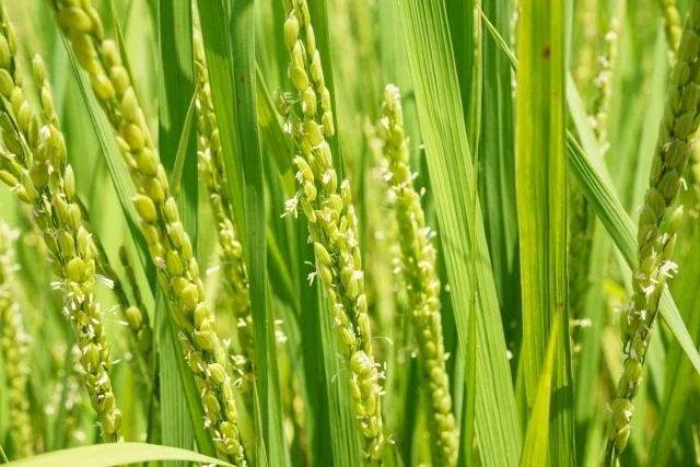 知ってた？稲の花ってこんなに美しいんだ！知られざる魅力を徹底解説｜できたさん
