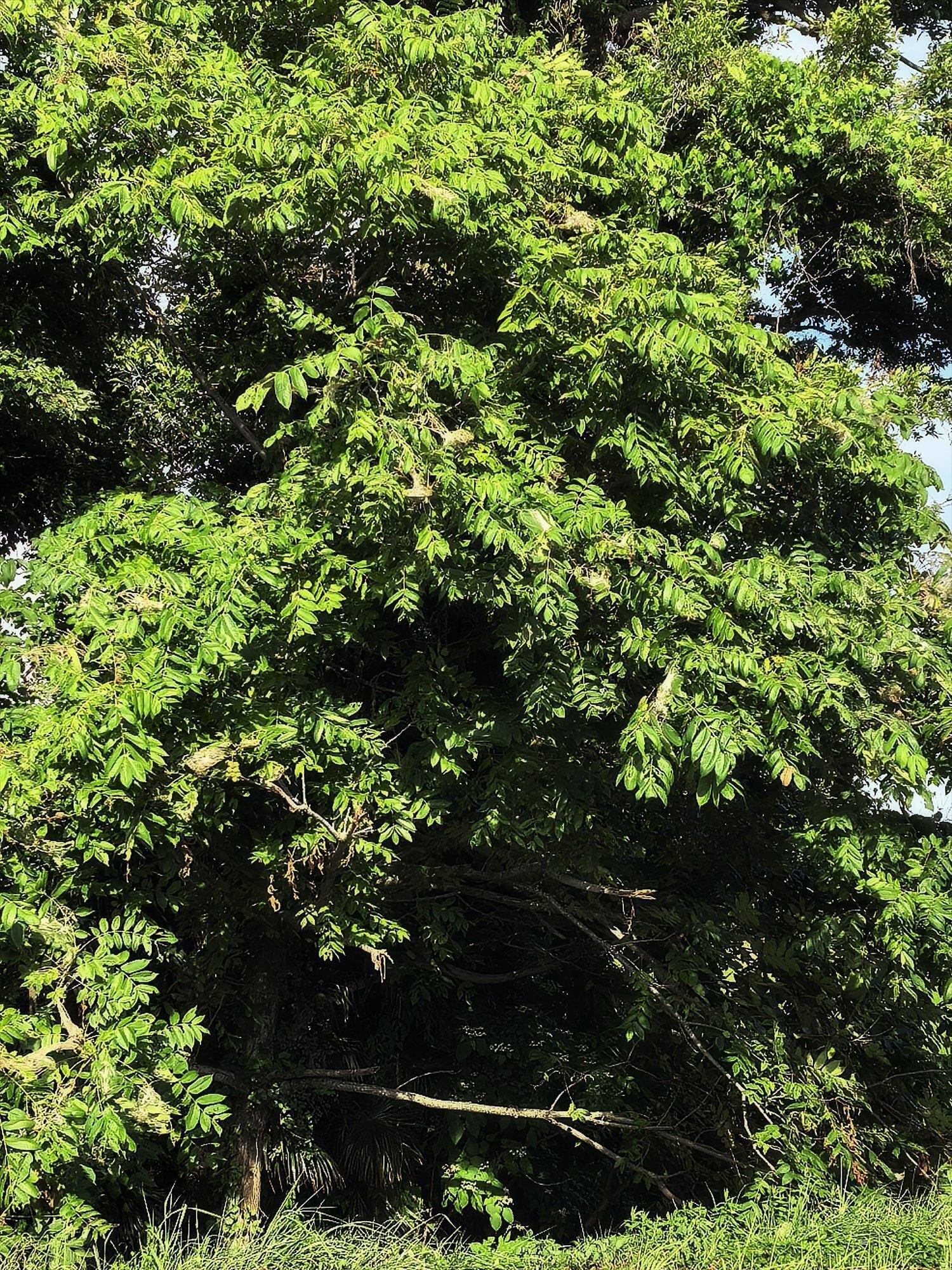 湖岸の森のクルミの木｜annon