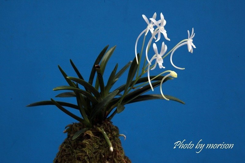 富貴蘭　恋心④(開花中) 富貴蘭「綾錦」の花｜KJ Morison