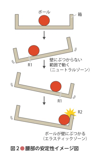 ニュートラルゾーンとエラスティックゾーンを簡略化して示した図