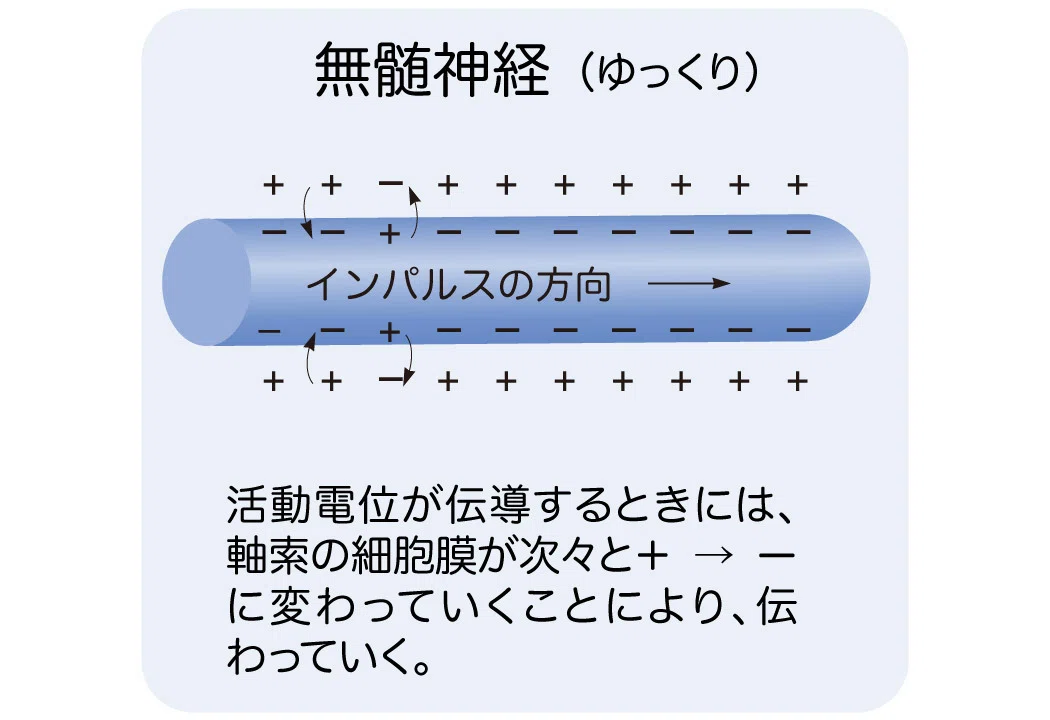 髄鞘と跳躍伝導｜かずひろ先生（黒澤一弘｜解剖×教育×AI）