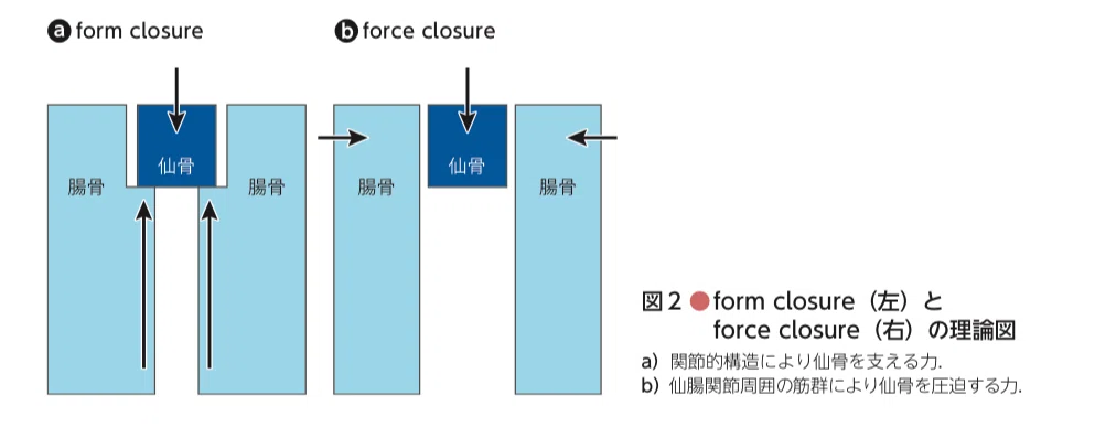 form closureとforce closureによる骨盤帯の安定化機構を示す図