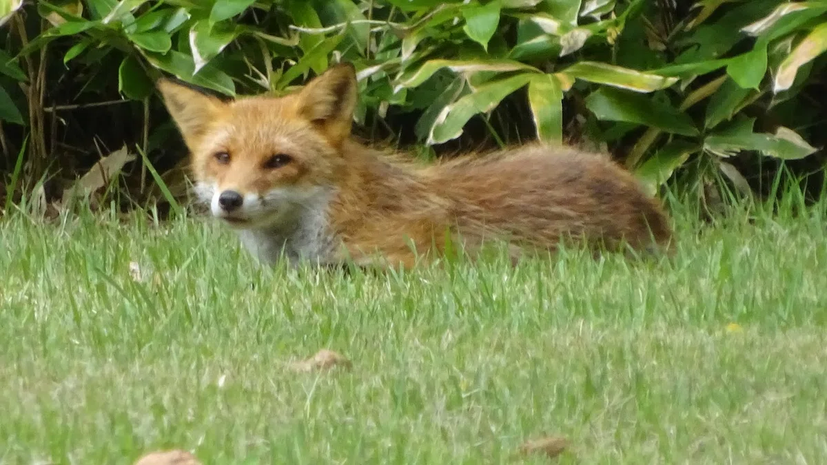 キタキツネど~こだ?🌞札幌の夏,満喫中🎵コオニヤンマも見っけ!野生動物ウォッチングは楽しい~💛|鳥見はつみょん💛w/幸せの青い鳥タカへ
