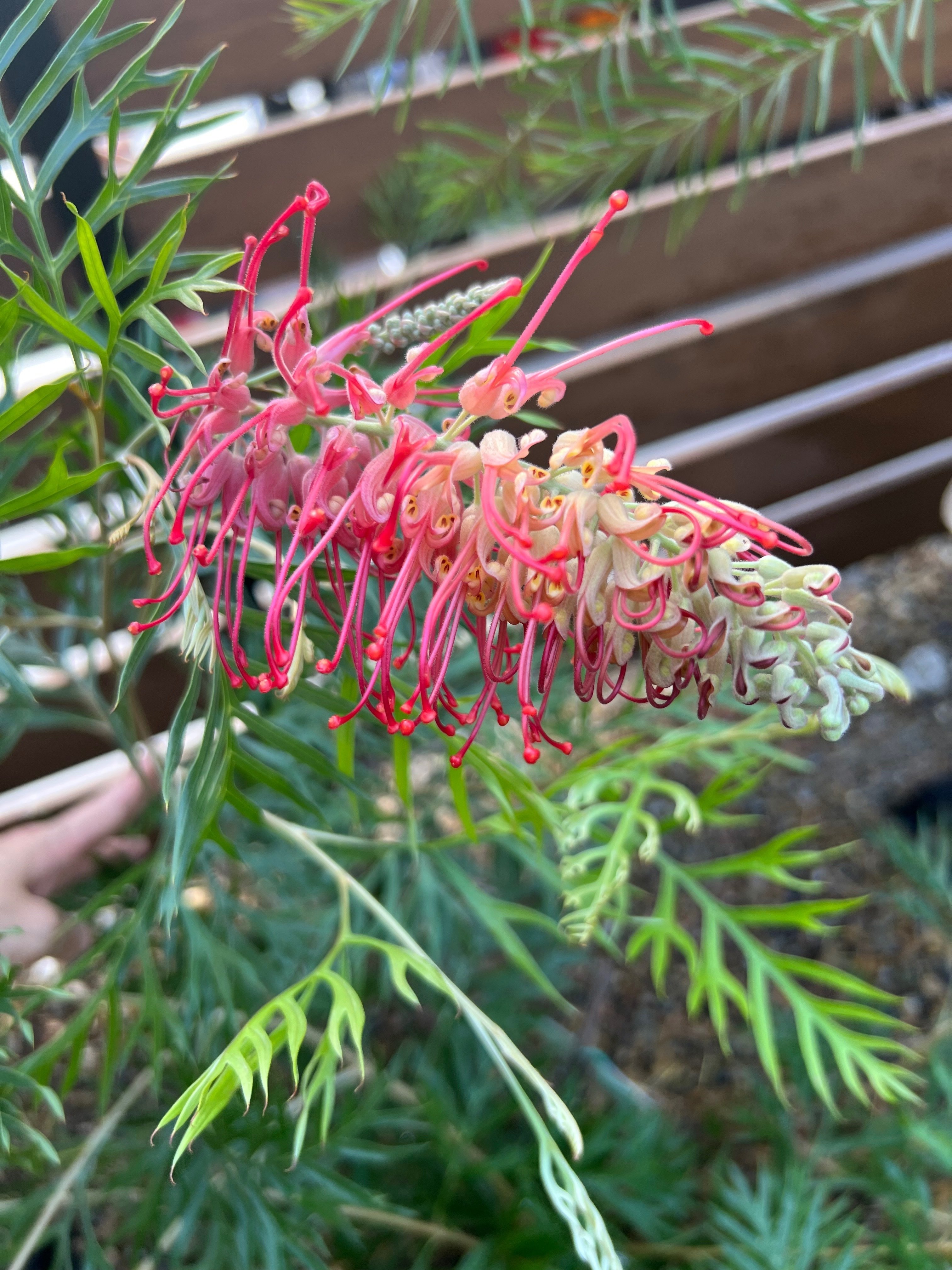 ①つぼみ沢山人気のオージープランツ・グレビリア・ロビンゴードン ①つぼみ沢山人気のオージープランツ・グレビリア・ロビンゴードン