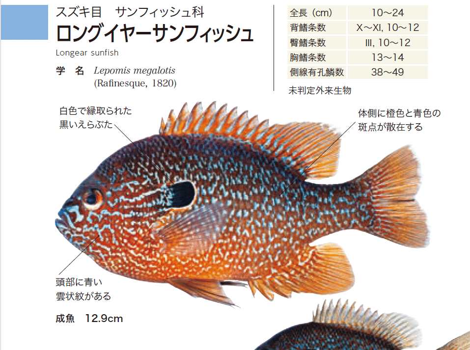 ハンディ図鑑 日本の淡水魚』が第4版に！｜ヤマケイの本