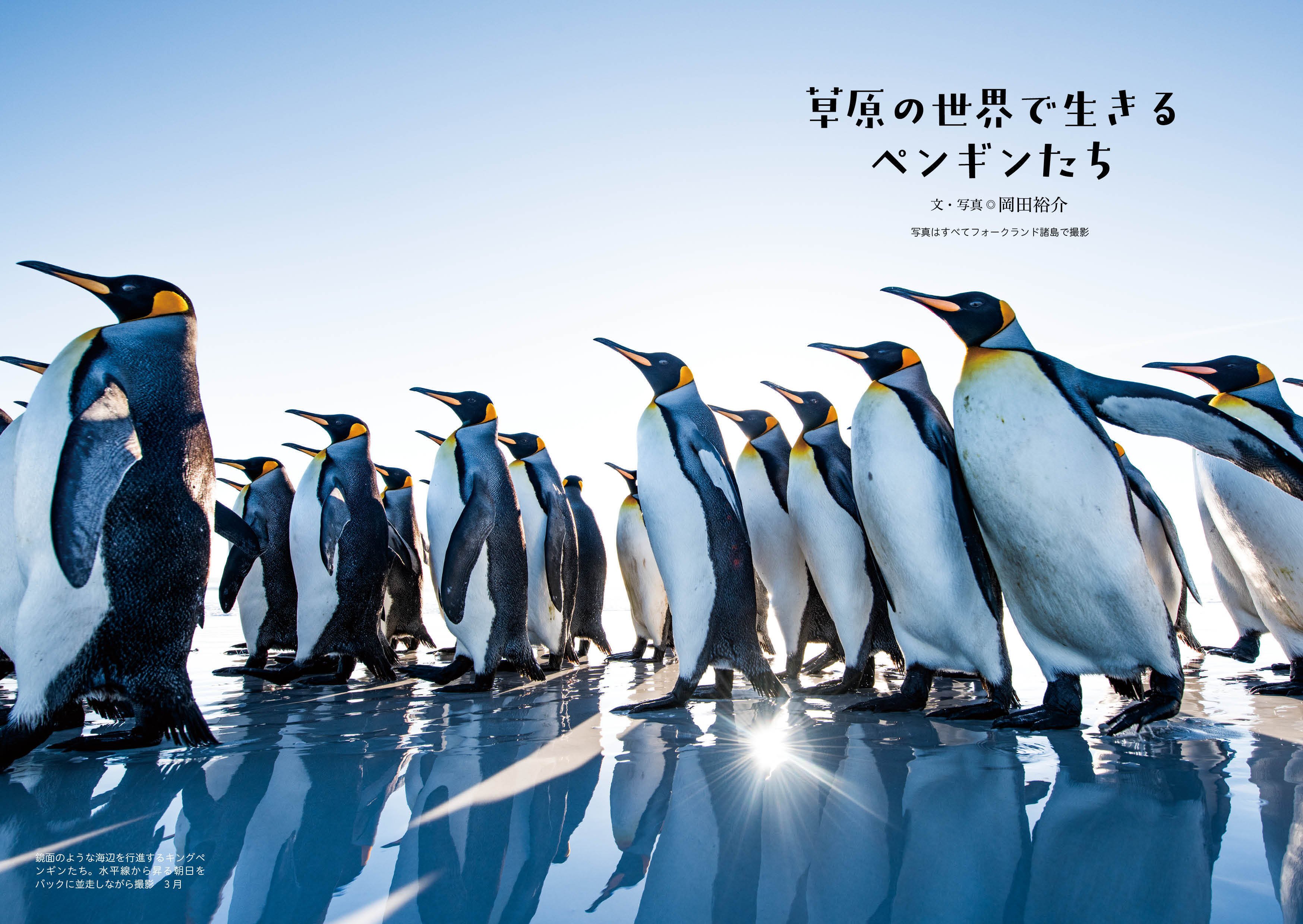 かわいいだけじゃない！ ペンギンの秘密に迫る本｜ブンイチ（文一総合