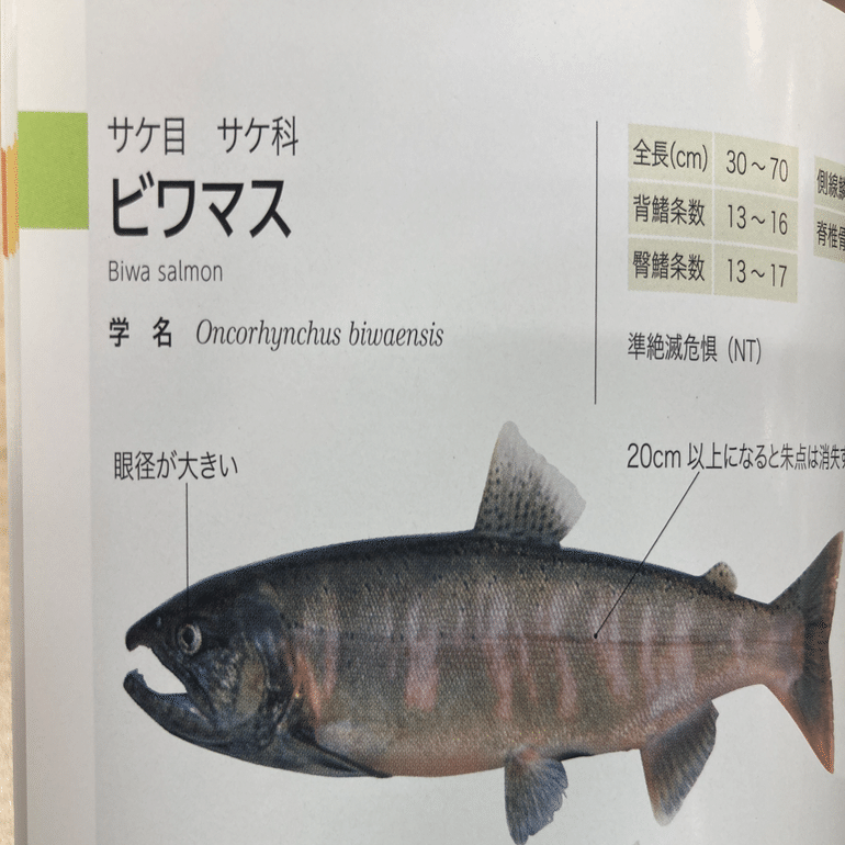 ハンディ図鑑 日本の淡水魚』が第4版に！｜ヤマケイの本