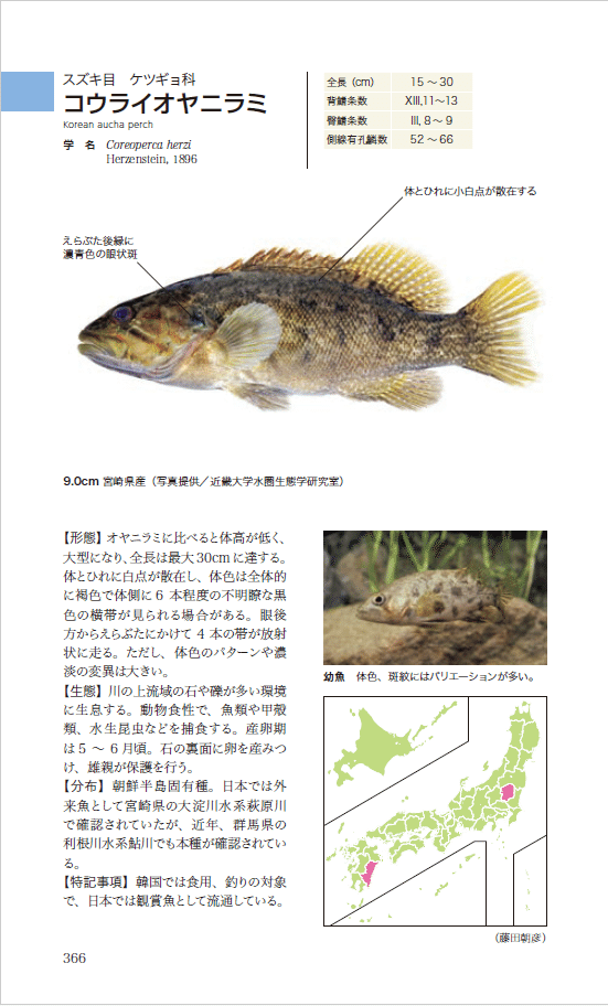 ハンディ図鑑 日本の淡水魚』が第4版に！｜ヤマケイの本