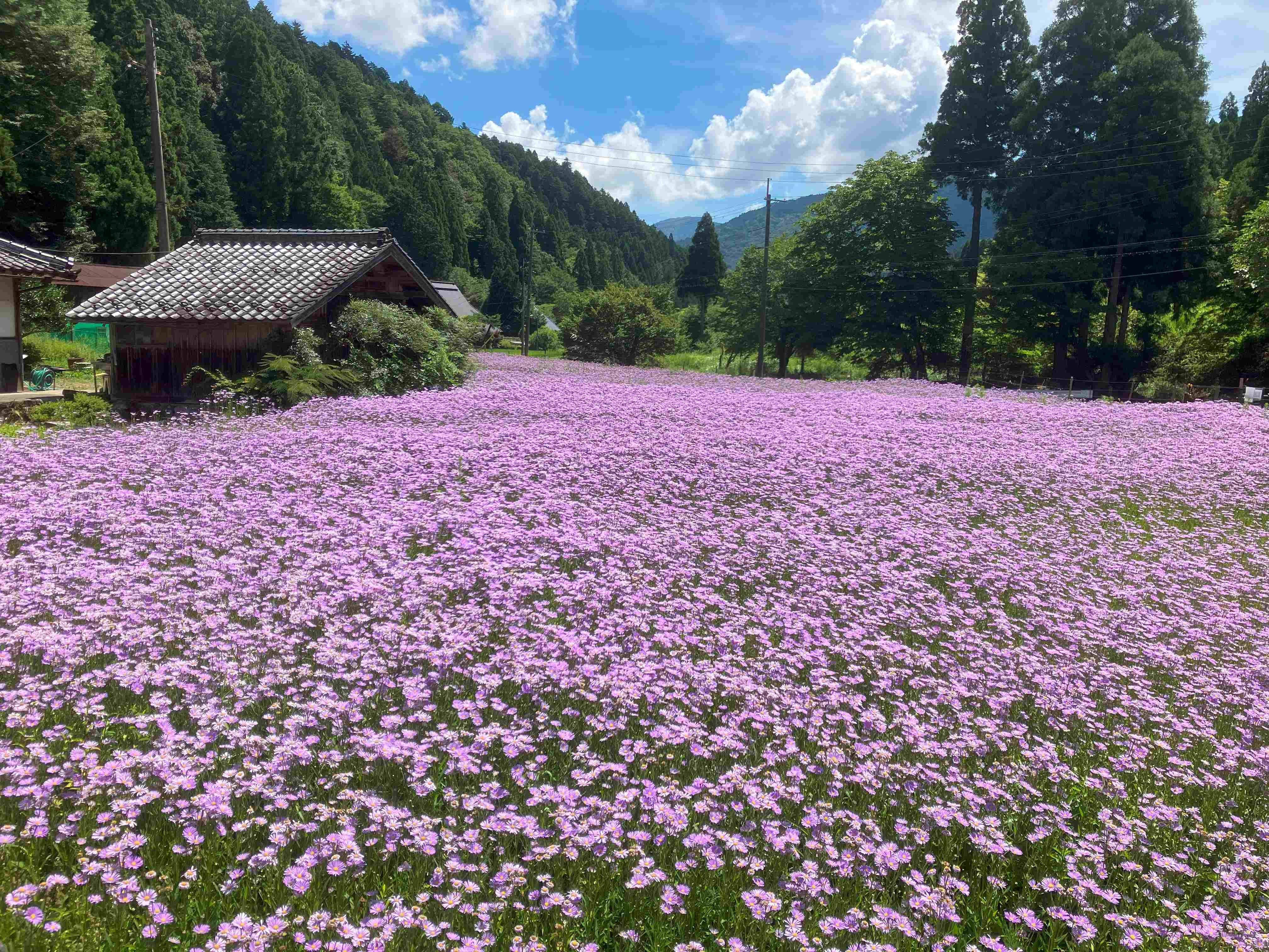 京都市左京区久多の北山友禅菊｜ヒデチャコ
