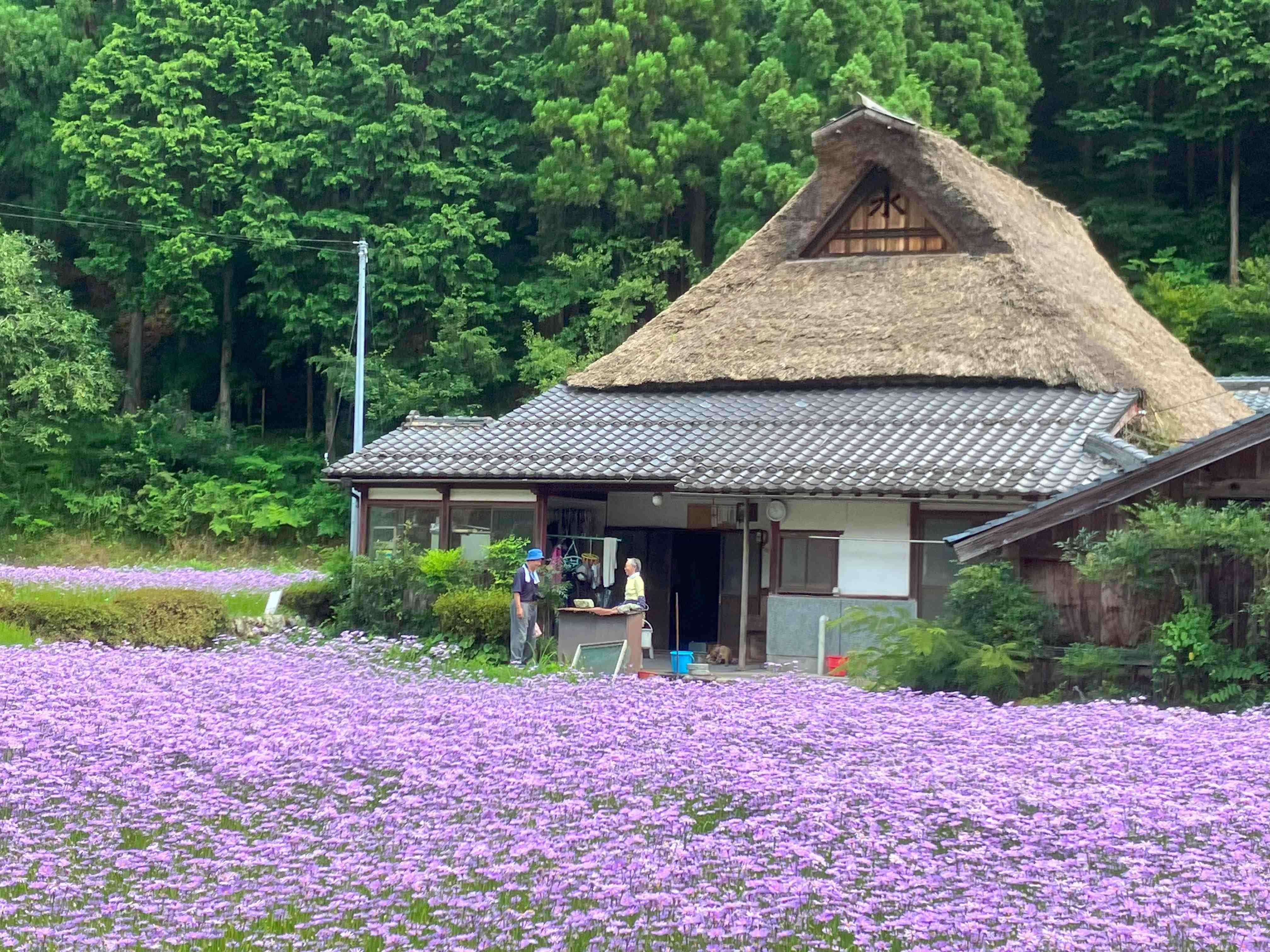京都市左京区久多の北山友禅菊｜ヒデチャコ