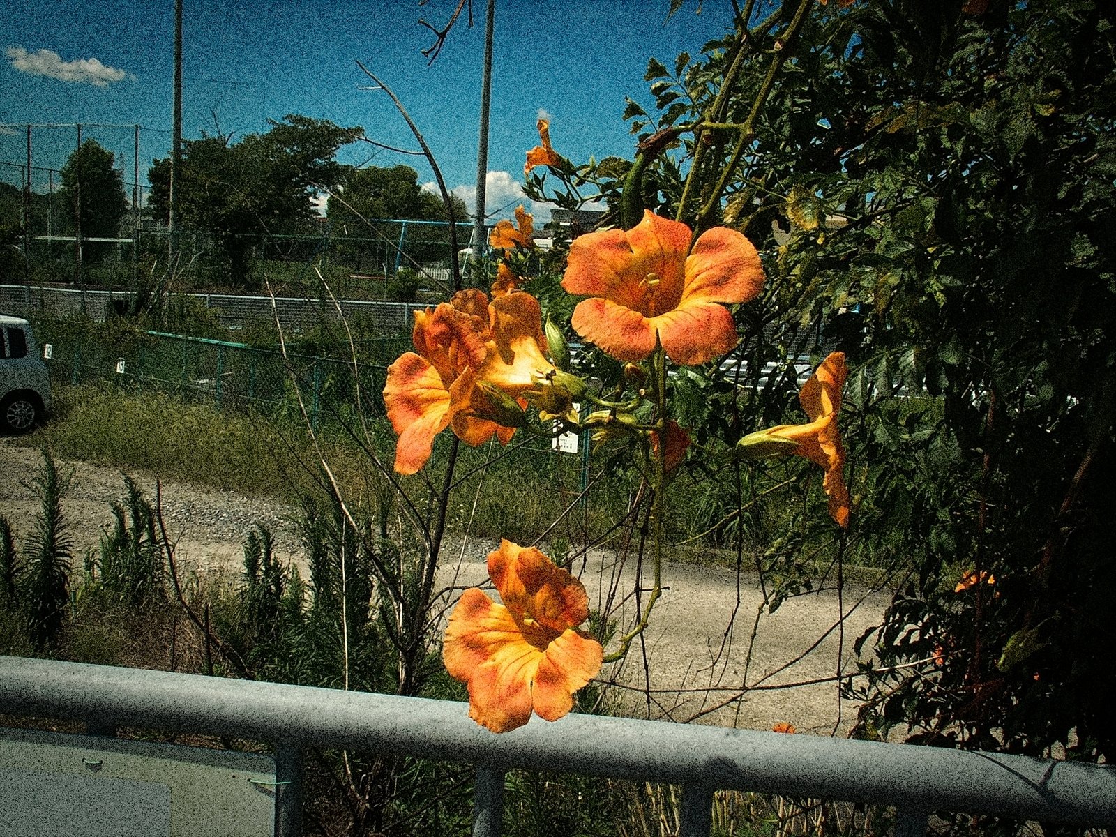 2005年に発売されたKonica Minolta DiMAGE Z5を2025年にガチで使って