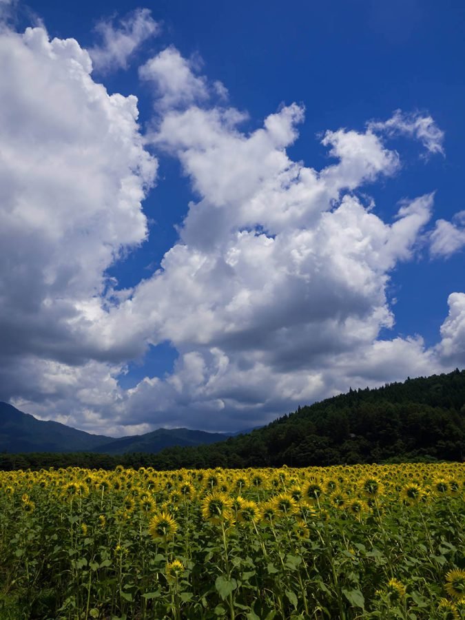 山中湖 花の都公園のひまわり | GFX100RF,OM-3｜borichan | 旅