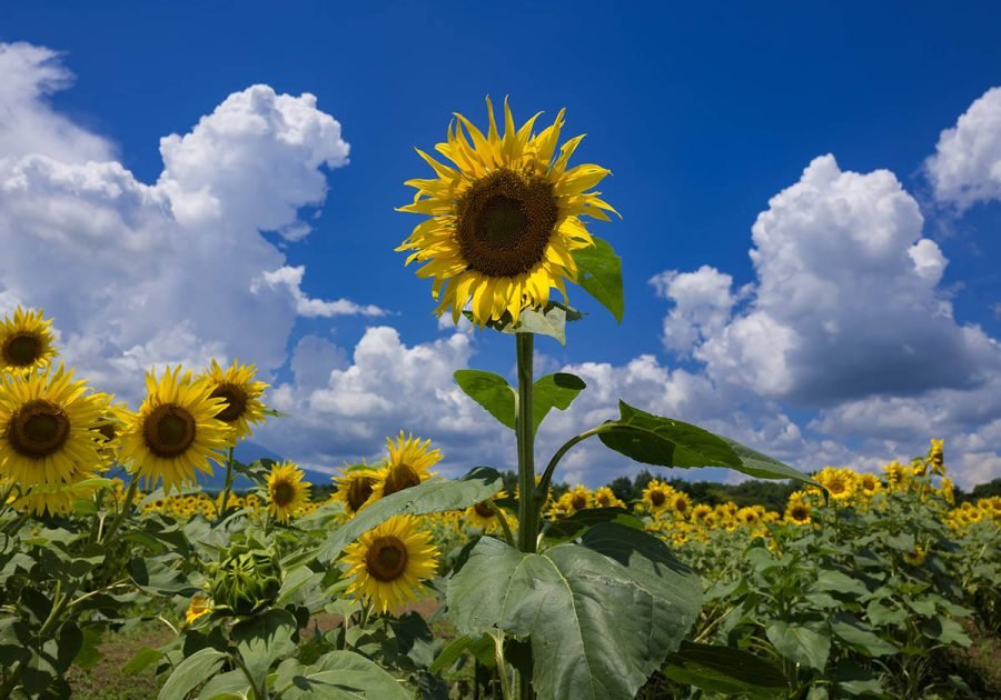 F15ひまわり HEADS/ひまわりワイヤータイ-1(10個)/HIM-YT1 - 花材通販はなど