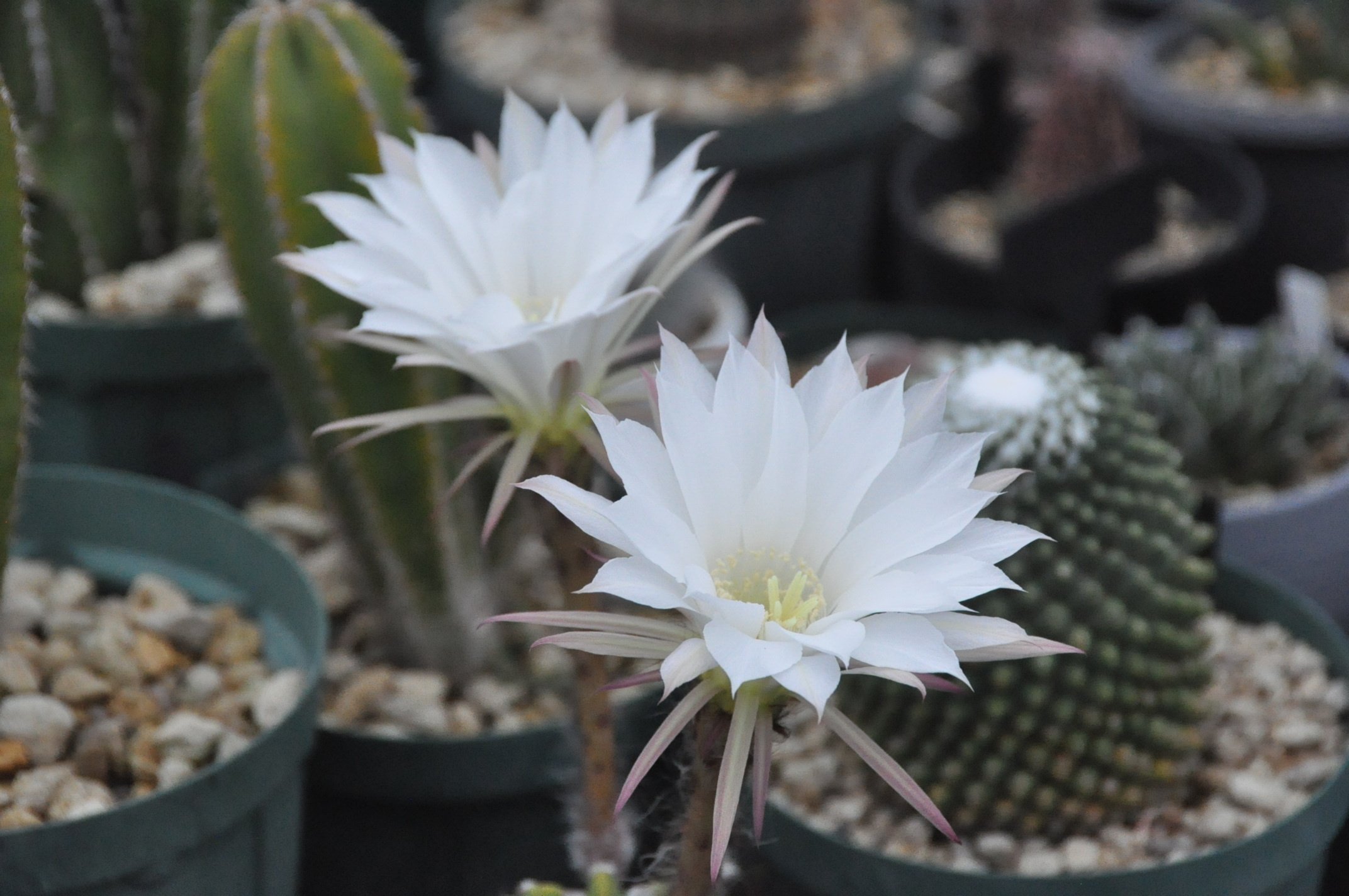 2025年7月の多肉たち｜KKGREEN