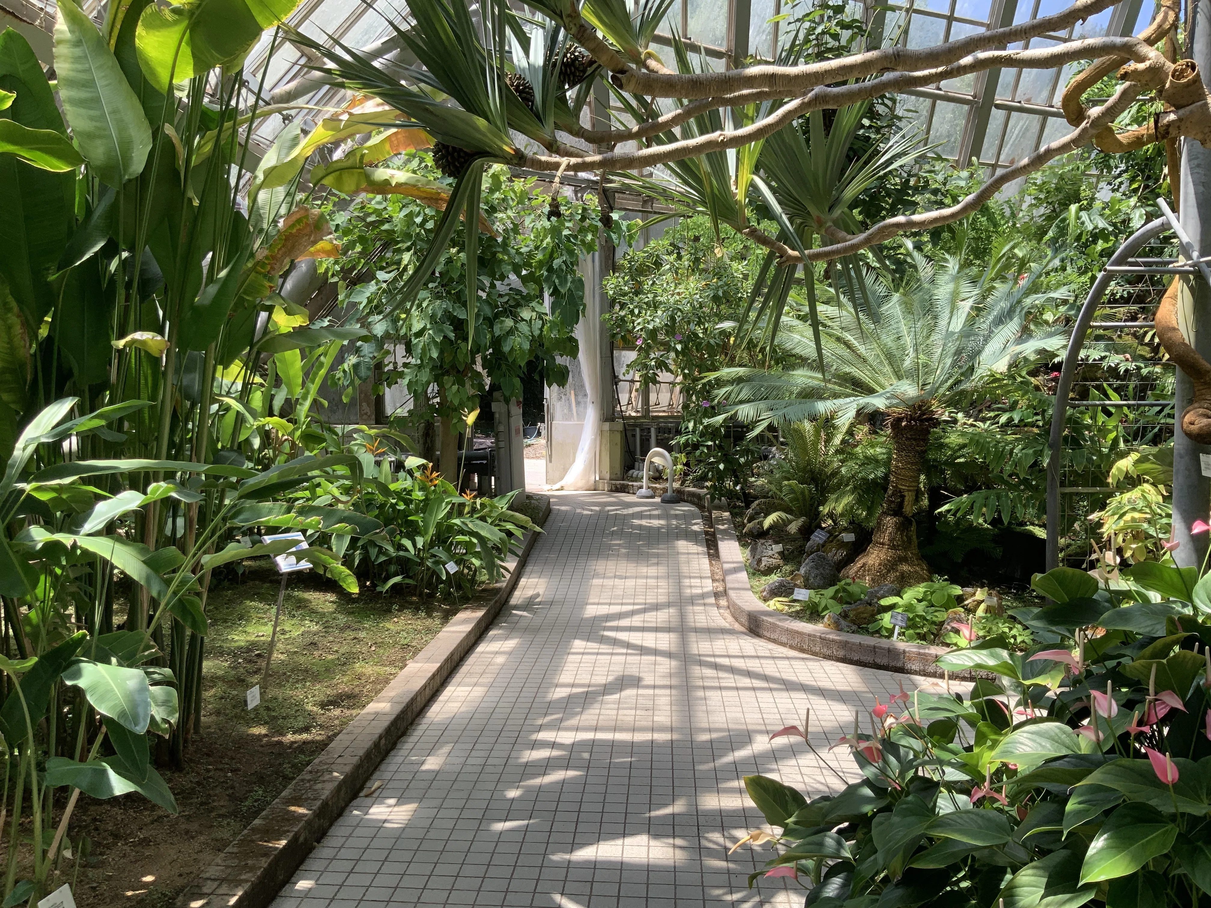 火の鳥」（京都府立植物園）：2025年8月2日（土）｜藤井秀昭（『京都
