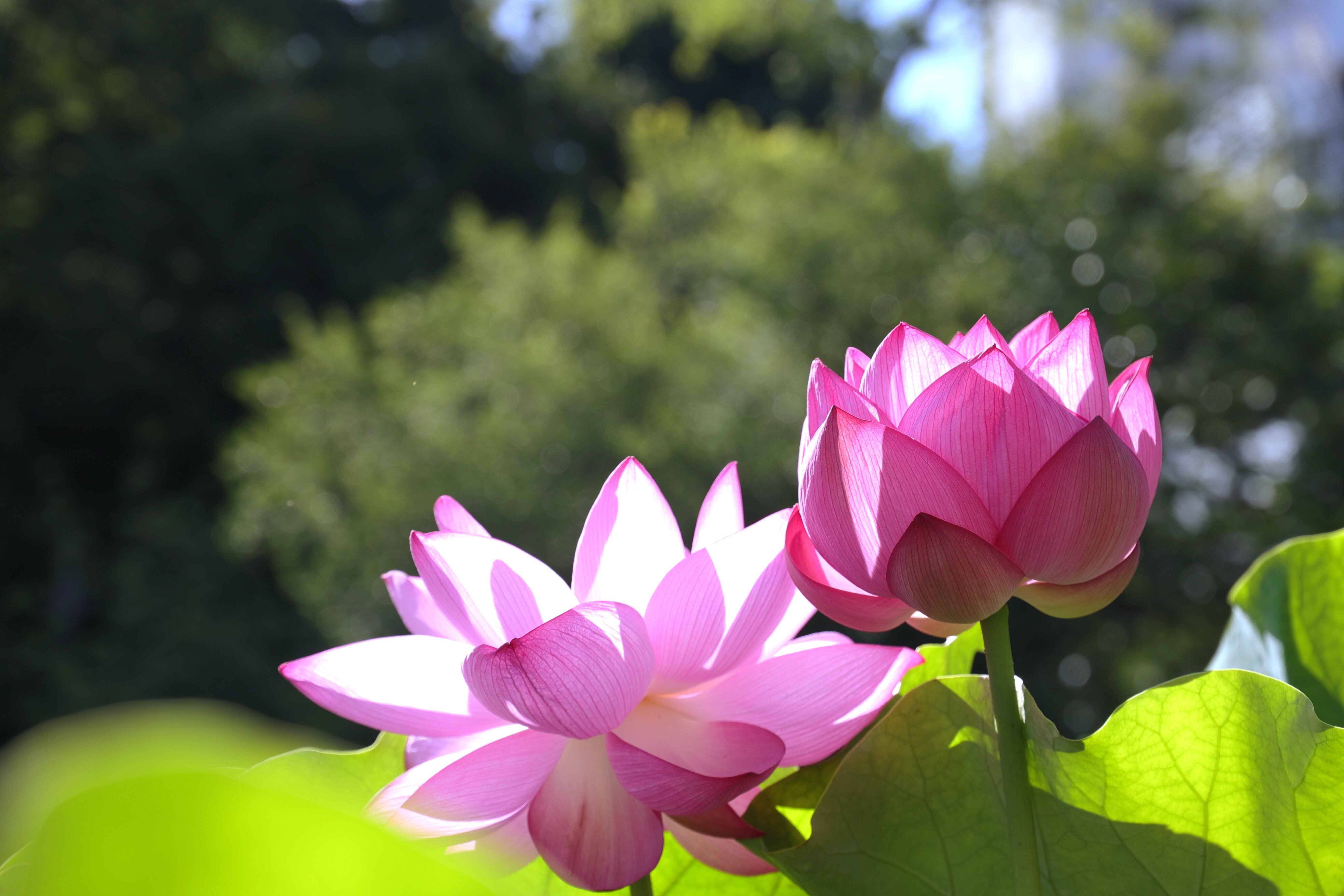写真】朝の不忍池と咲き誇る蓮,「うえの夏まつり2025」｜Abbey -旅する
