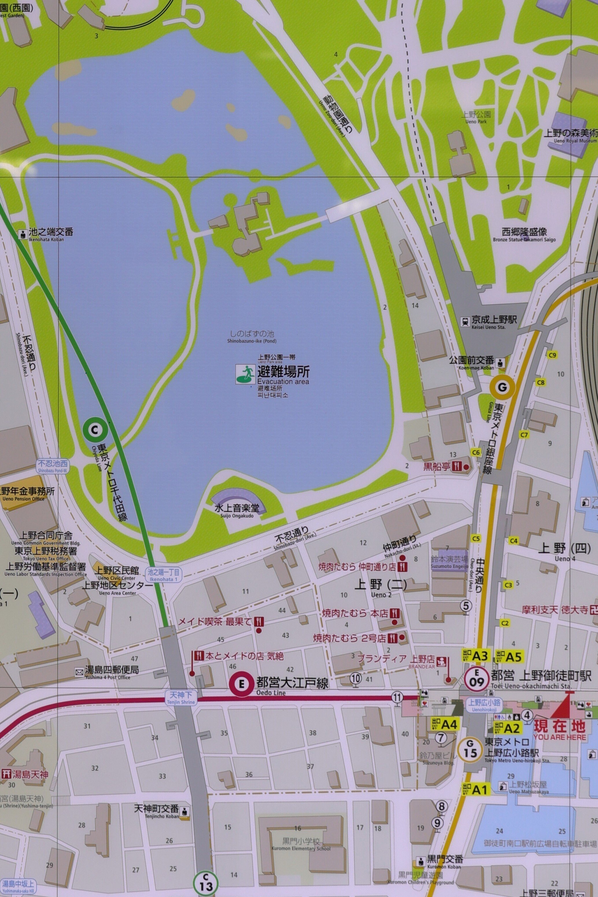 写真】朝の不忍池と咲き誇る蓮,「うえの夏まつり2025」｜Abbey -旅する