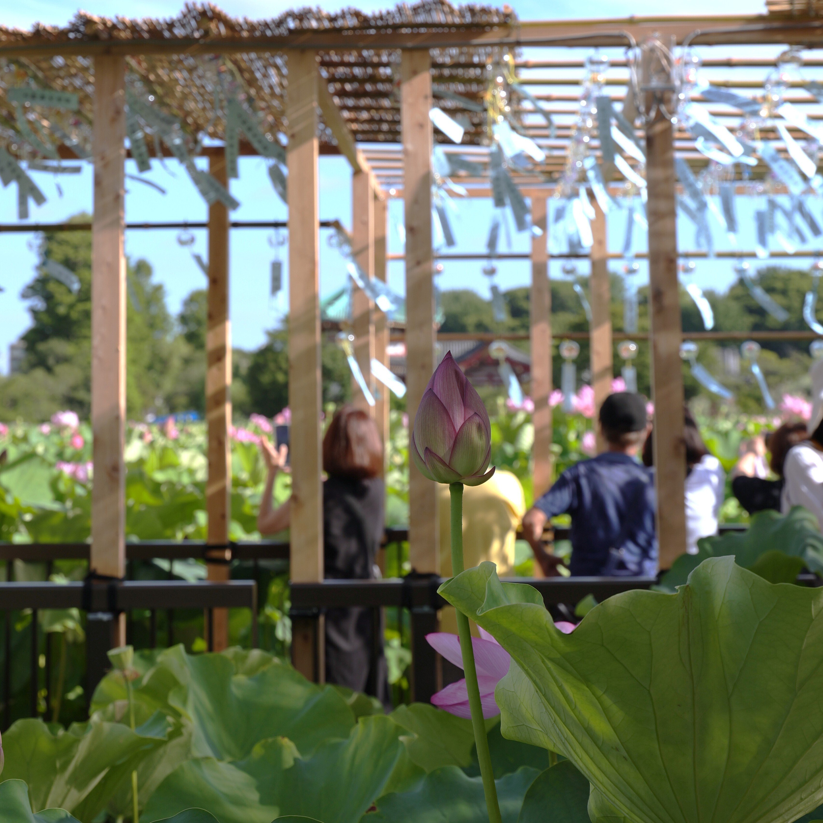 写真】朝の不忍池と咲き誇る蓮,「うえの夏まつり2025」｜Abbey -旅する