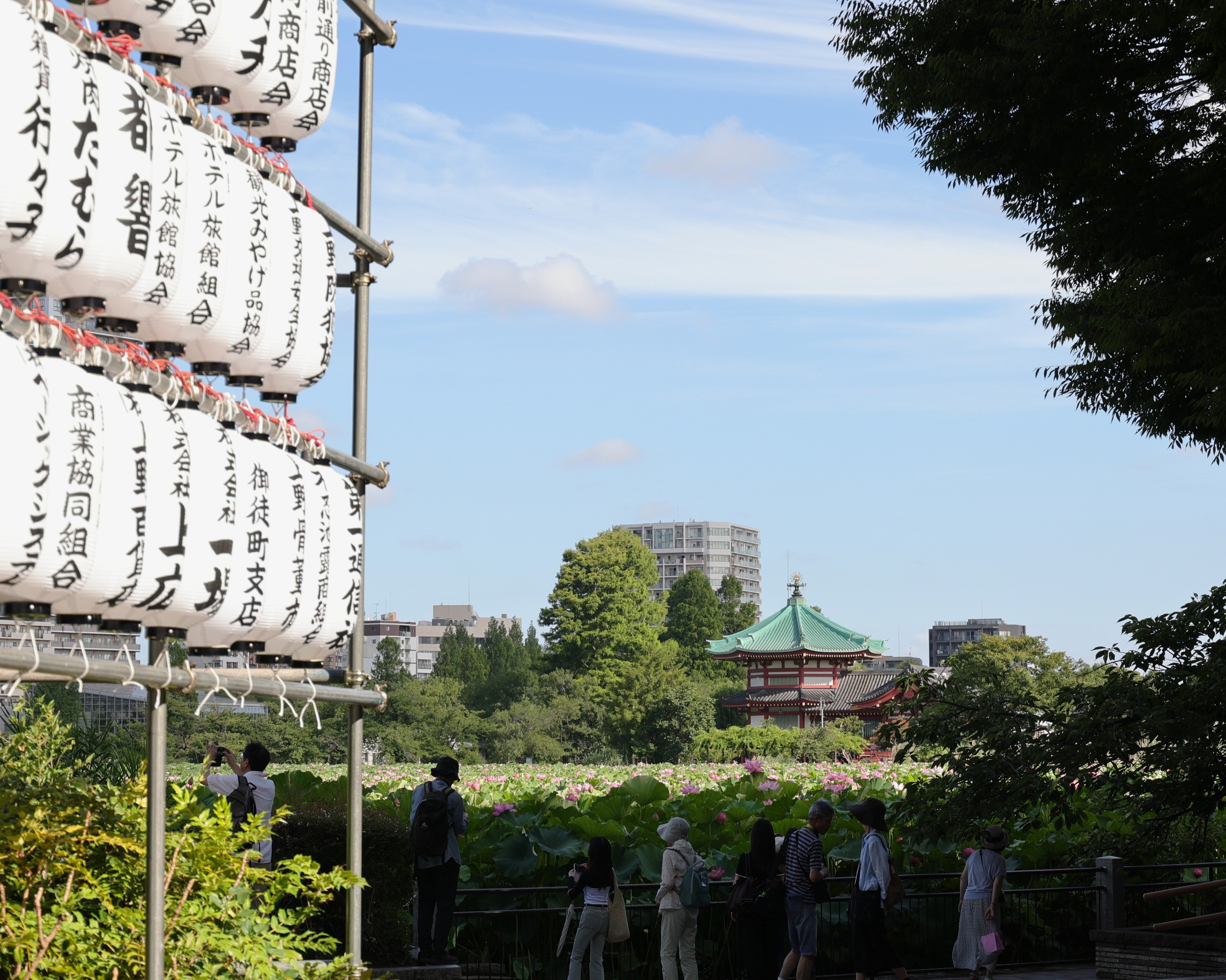 写真】朝の不忍池と咲き誇る蓮,「うえの夏まつり2025」｜Abbey -旅する