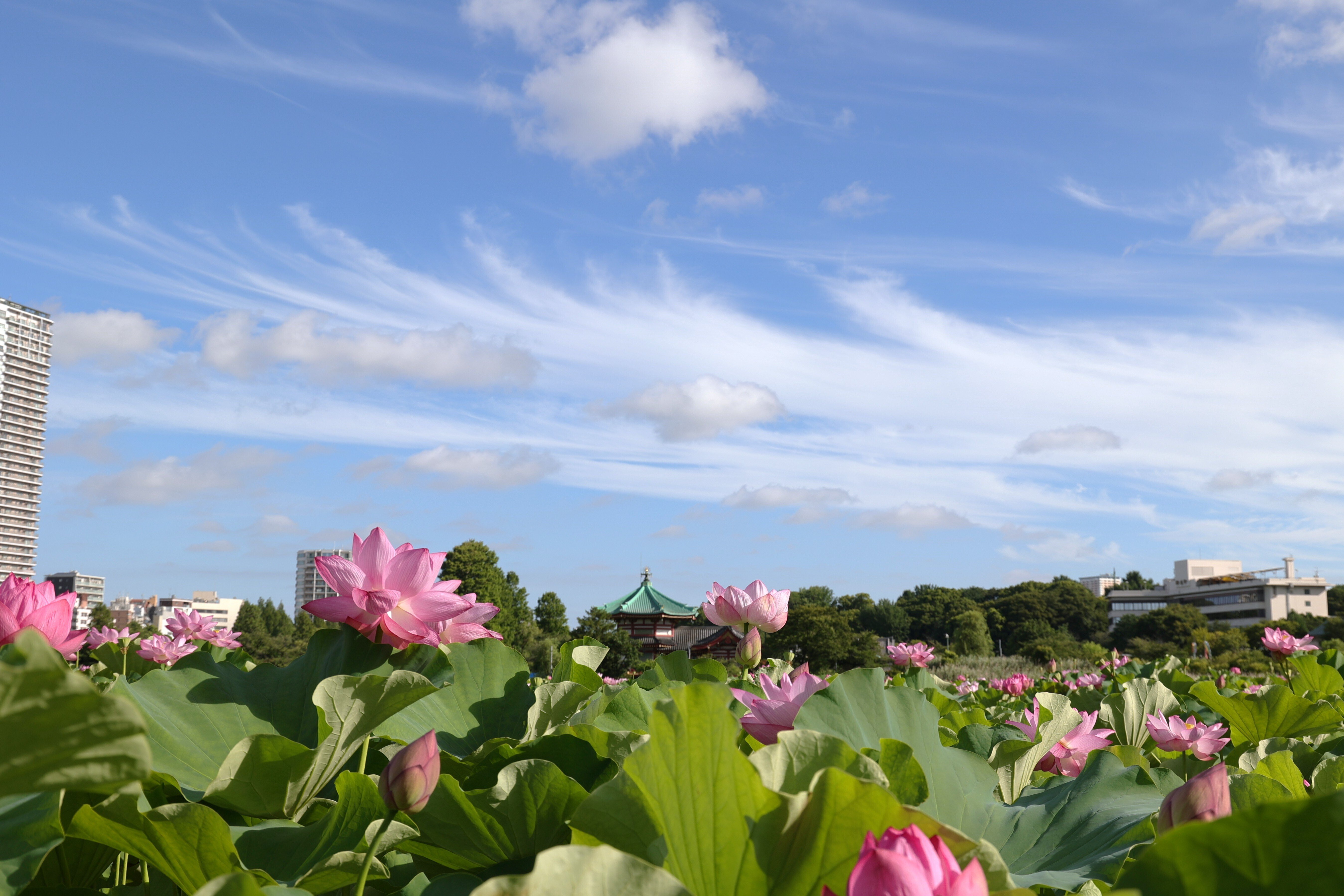 写真】朝の不忍池と咲き誇る蓮,「うえの夏まつり2025」｜Abbey -旅する