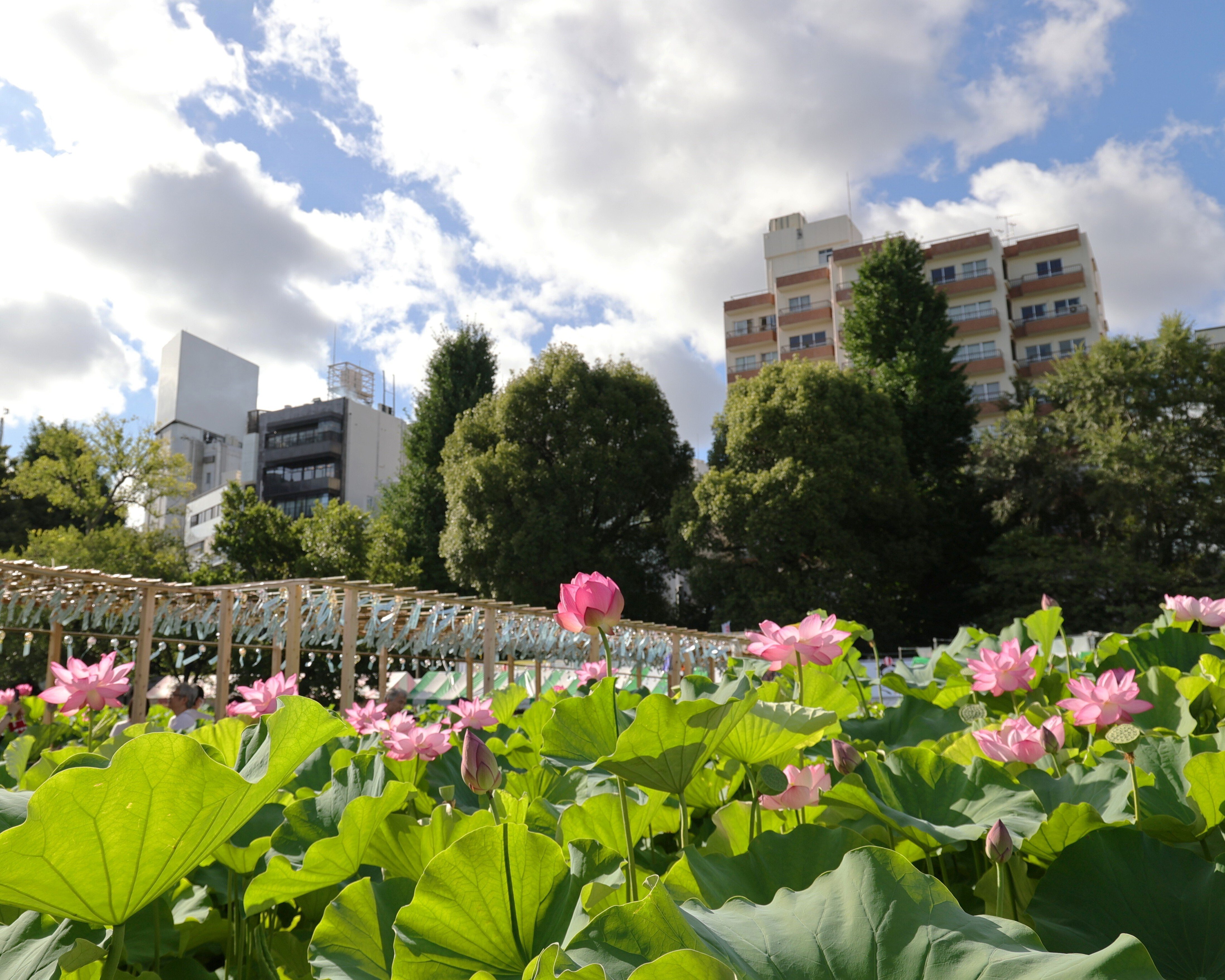 写真】朝の不忍池と咲き誇る蓮,「うえの夏まつり2025」｜Abbey -旅する