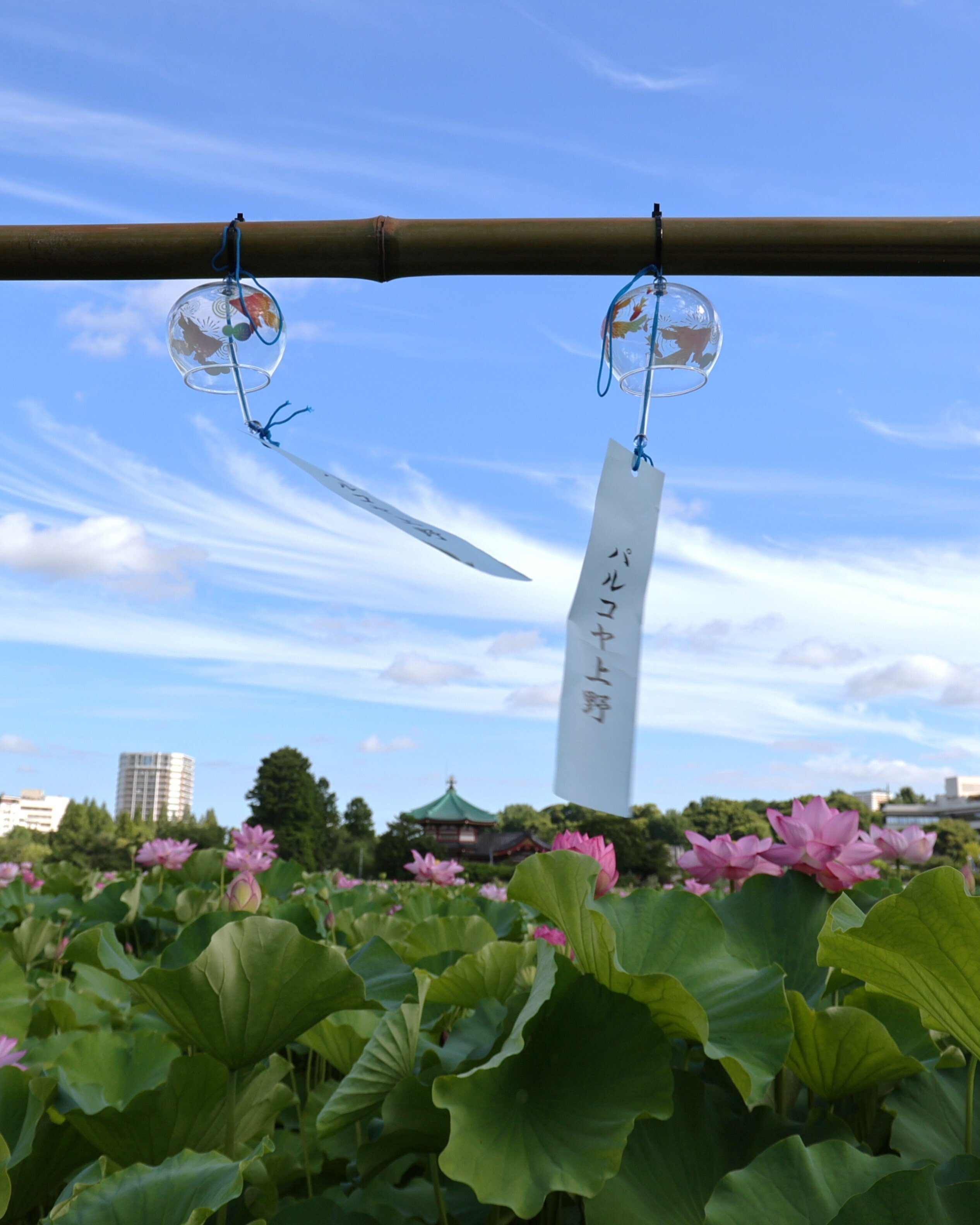 写真】朝の不忍池と咲き誇る蓮,「うえの夏まつり2025」｜Abbey -旅する