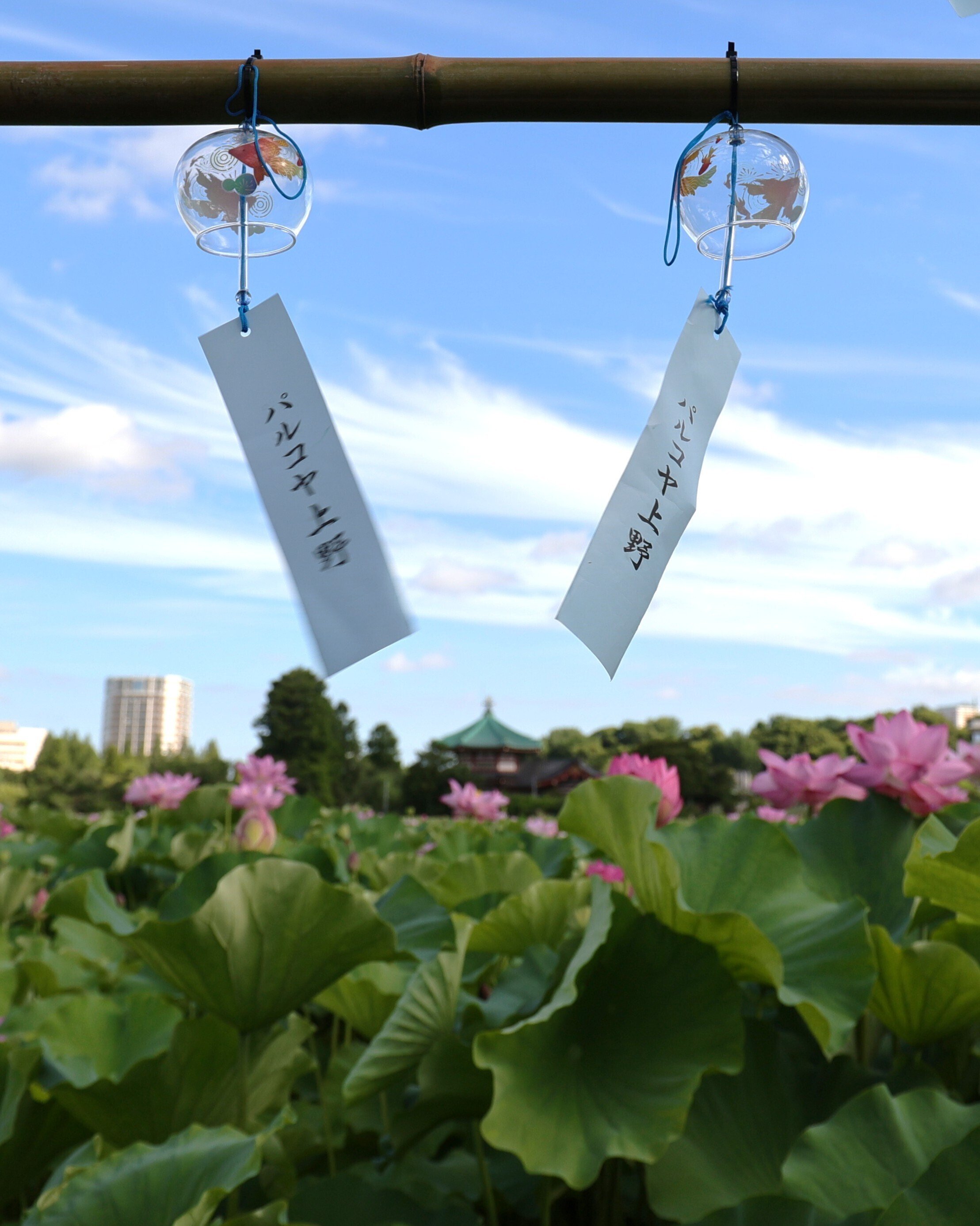 写真】朝の不忍池と咲き誇る蓮,「うえの夏まつり2025」｜Abbey -旅する