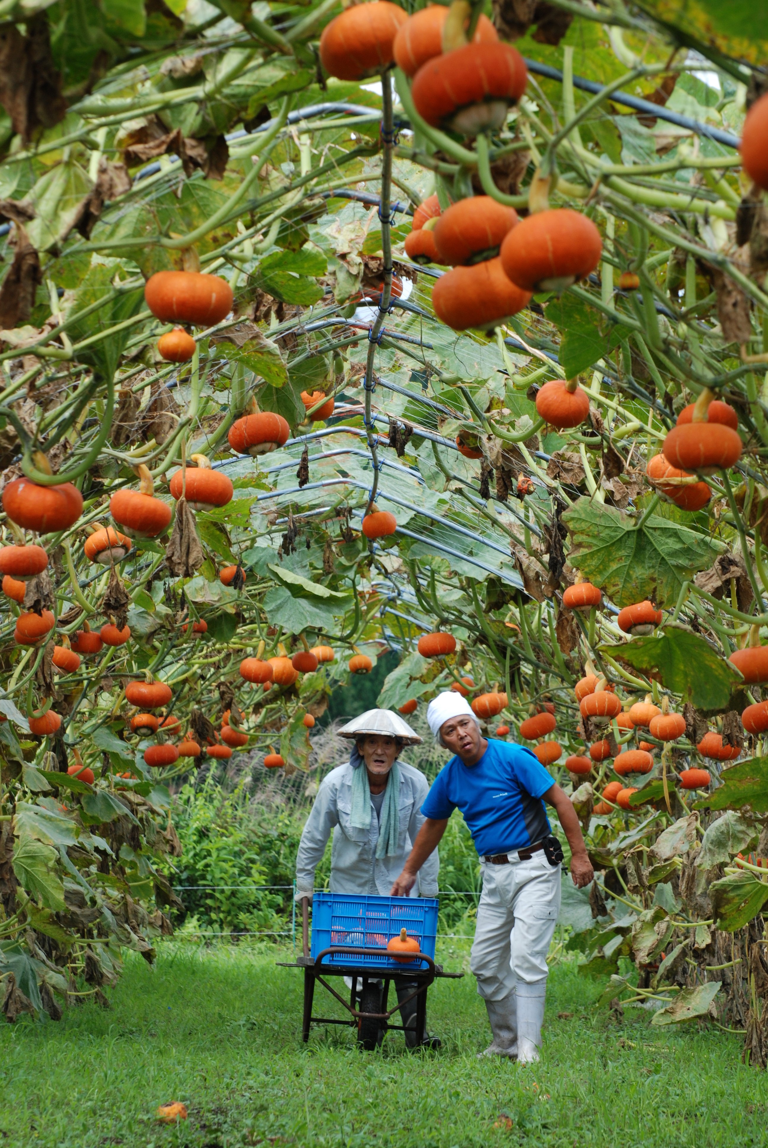 宙に浮く奇跡のカボチャ「奥会津金山赤カボチャⓇ」ができるまで｜福島