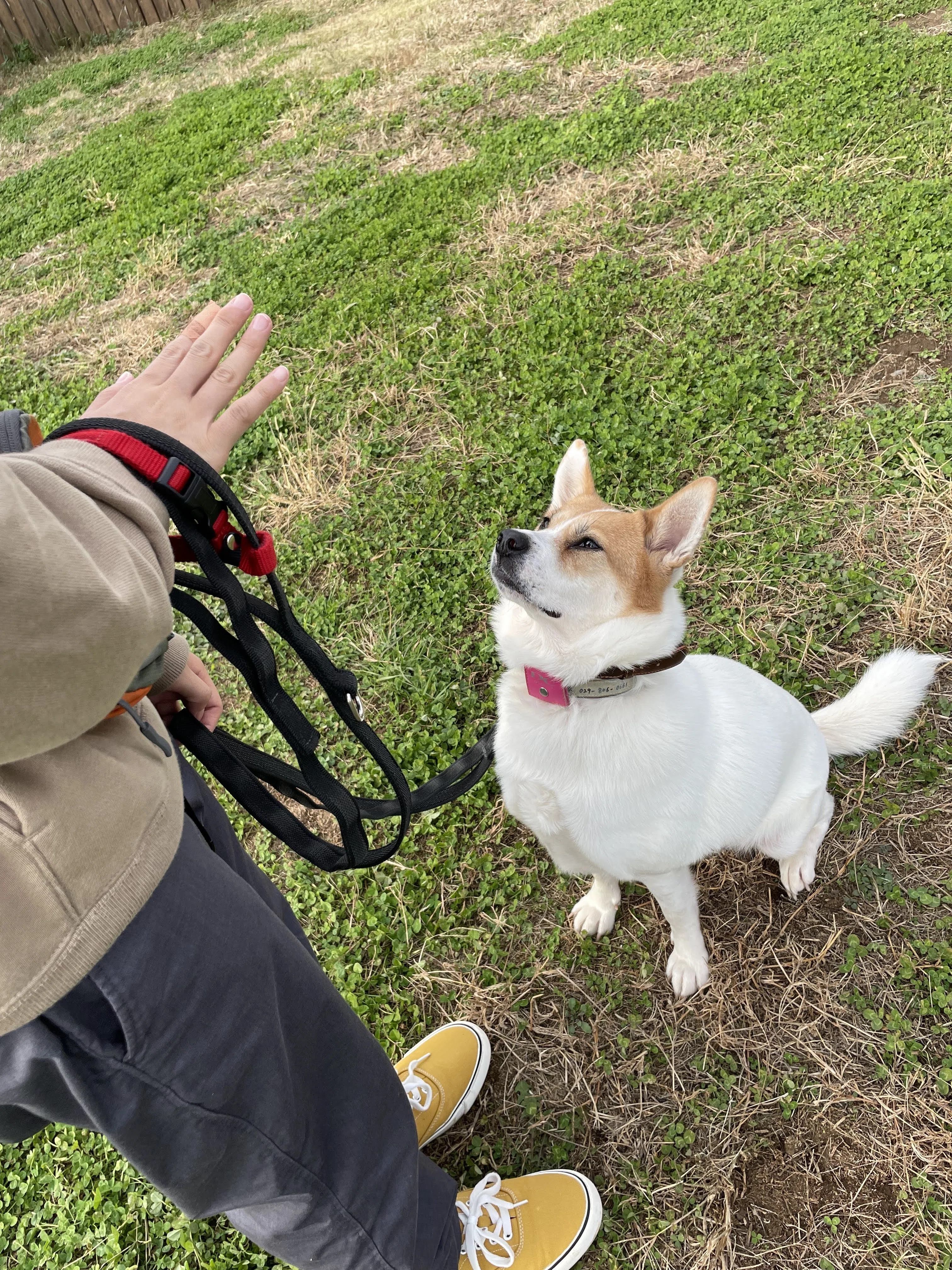 つみれ、ふうちゃん：若者たちによる担当犬のトレーニング報告#2｜認定