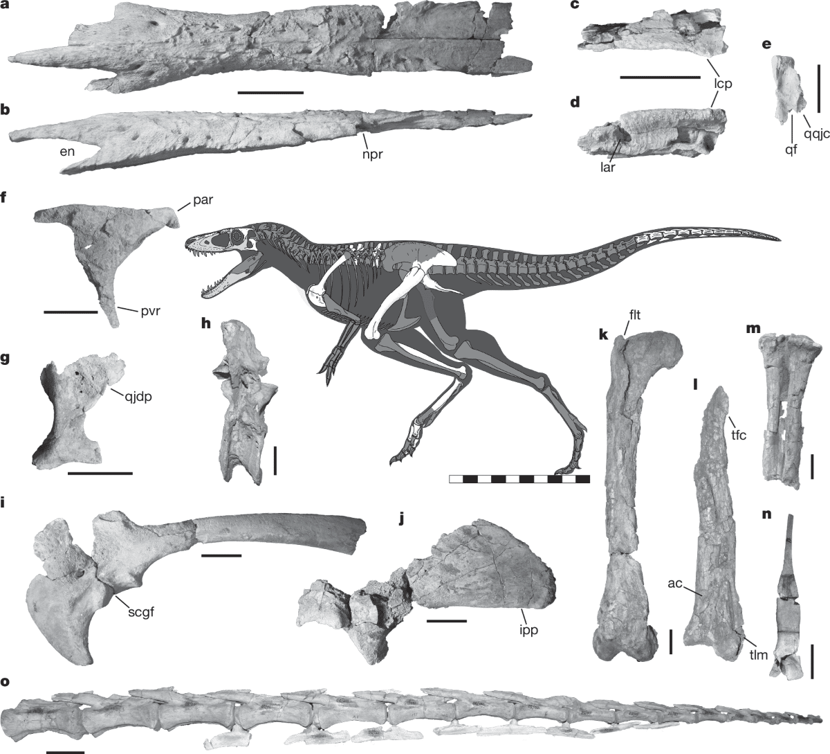 ひとりぼっちのトカゲから王子の竜へ ～当社社員がティラノサウルス類