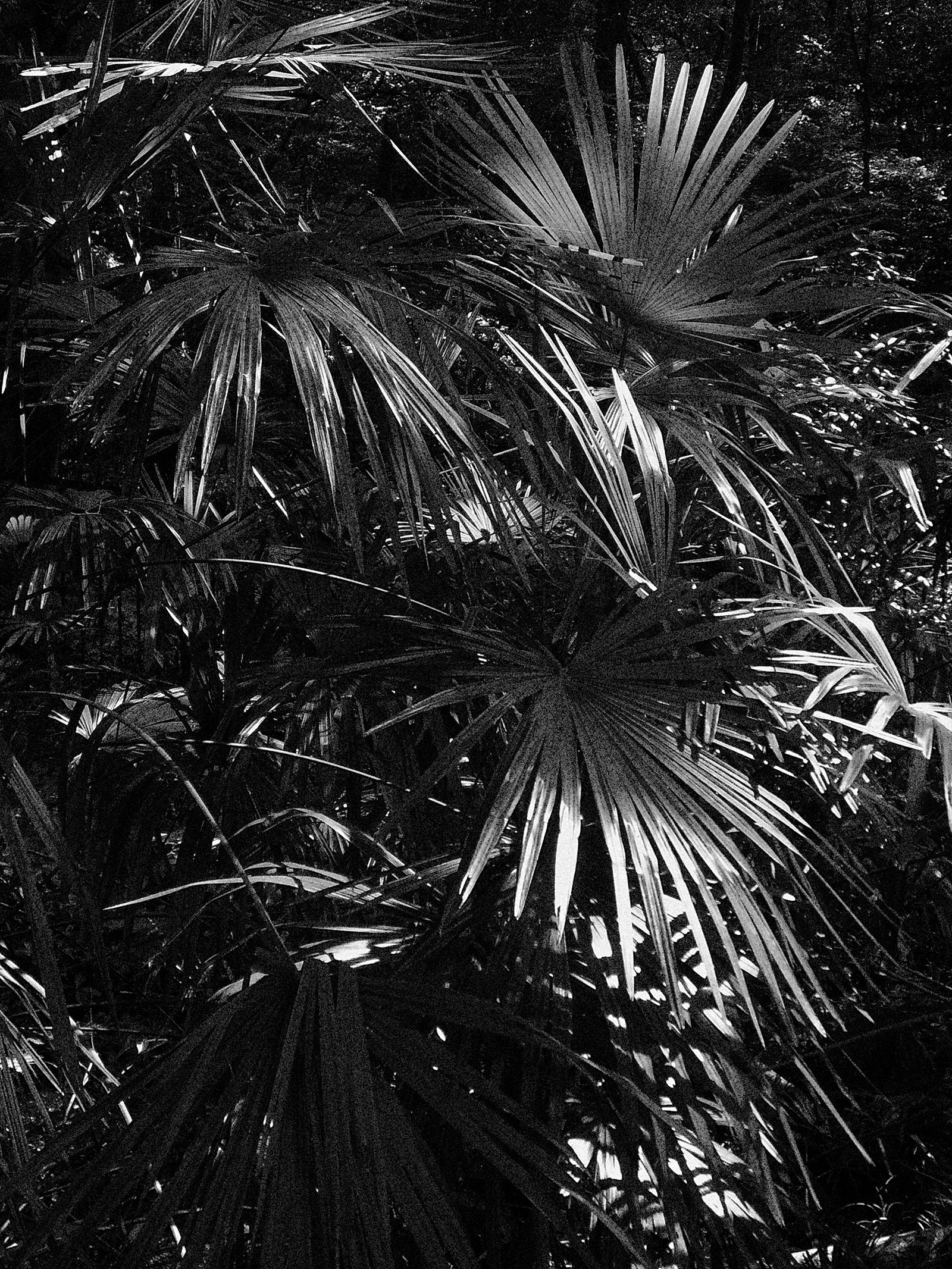 コニカミノルタのDiMAGE Z5のモノクロがなかなか良い。｜竹村稔の写真