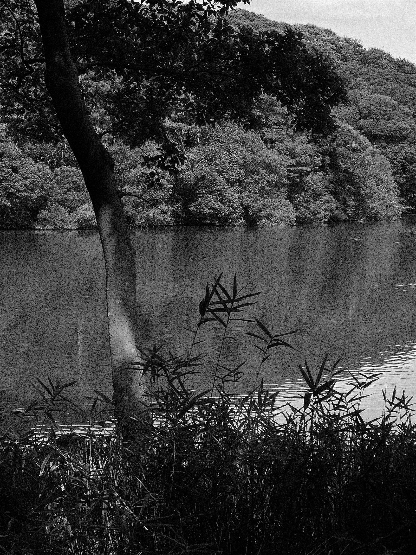 コニカミノルタのDiMAGE Z5のモノクロがなかなか良い。｜竹村稔の写真