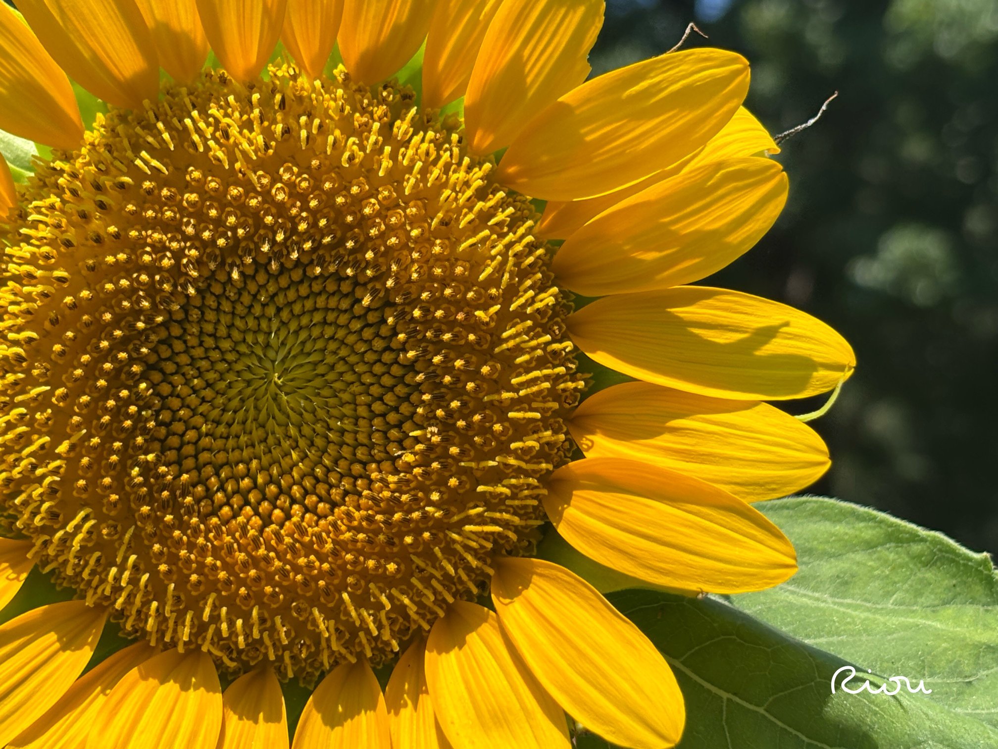 向日葵 初心者でもわかるヒマワリの育て方【向日葵/Sunflower】 - 庭サポ