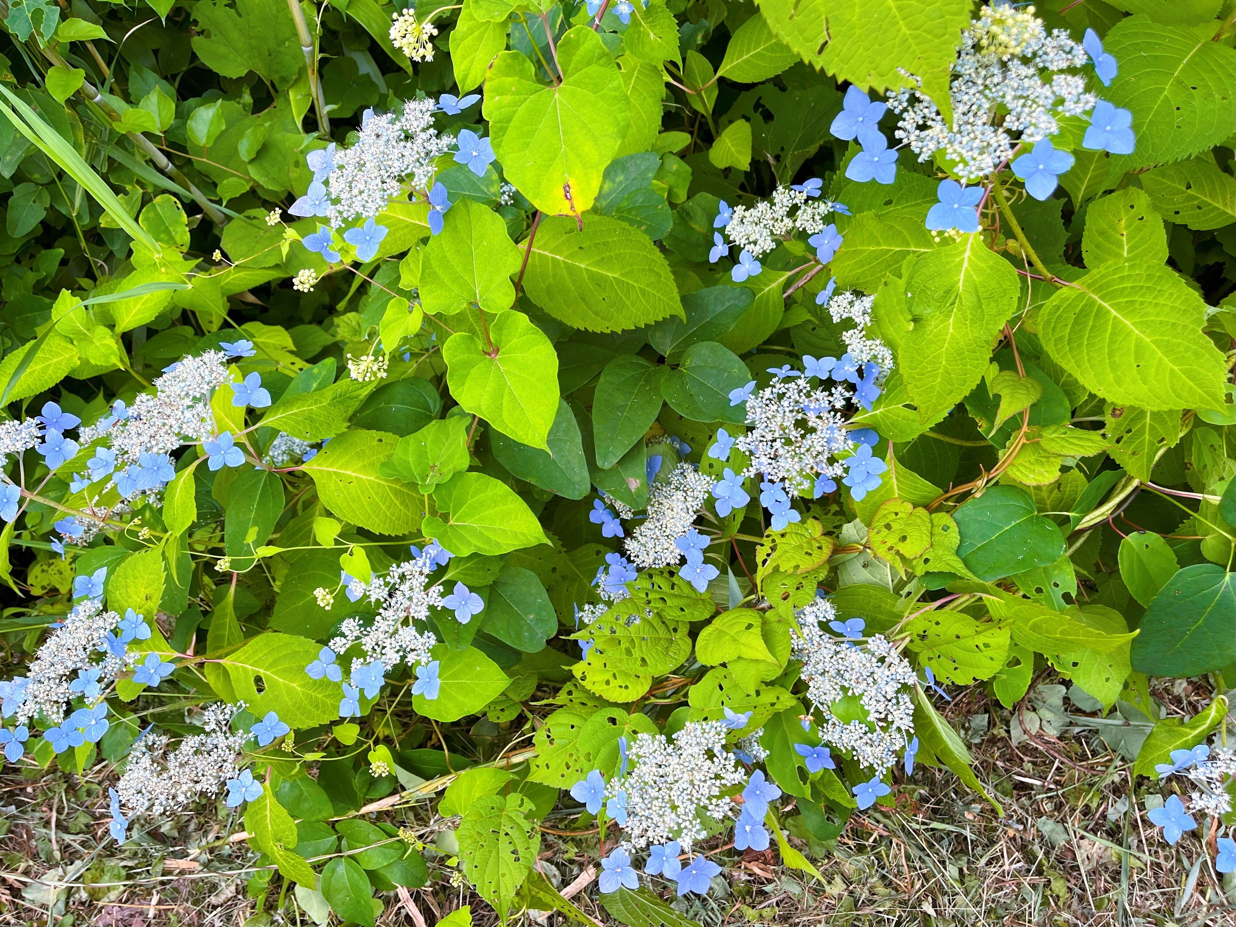 道端に咲く紫陽花まとめ2025 part2｜かぼちゃかべ