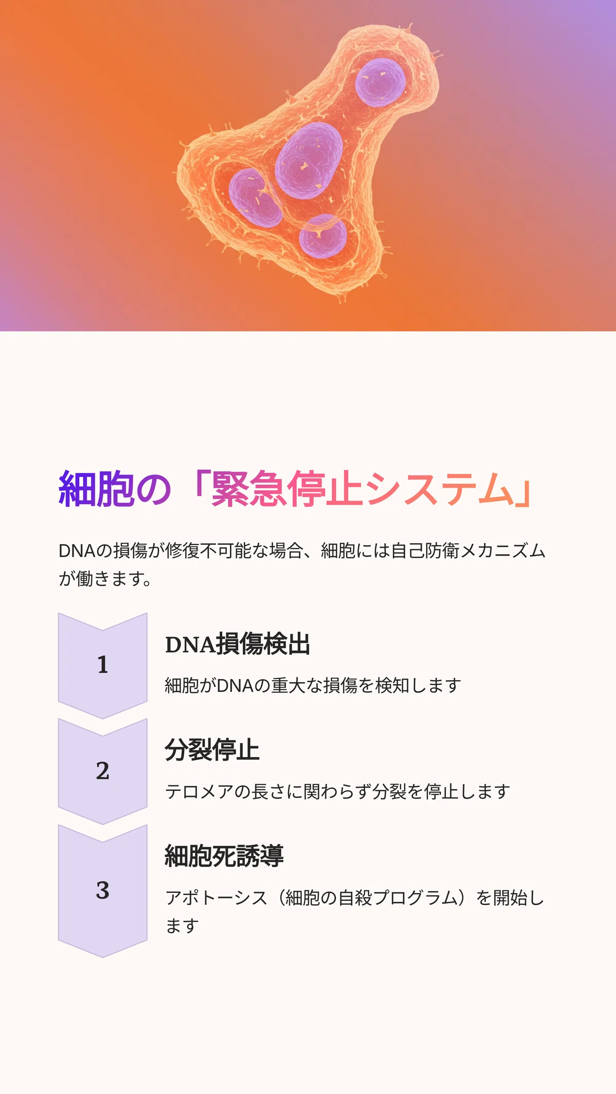 細胞の老化とその関係：がんの発生メカニズムと予防」｜松尾靖隆