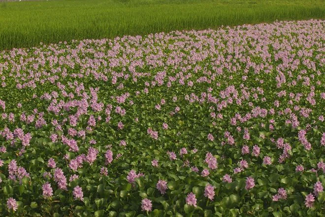 ホテイアオイ 100株 Amazon.co.jp: （ビオトープ）水辺植物 ホテイ草 国産（ホテイアオイ