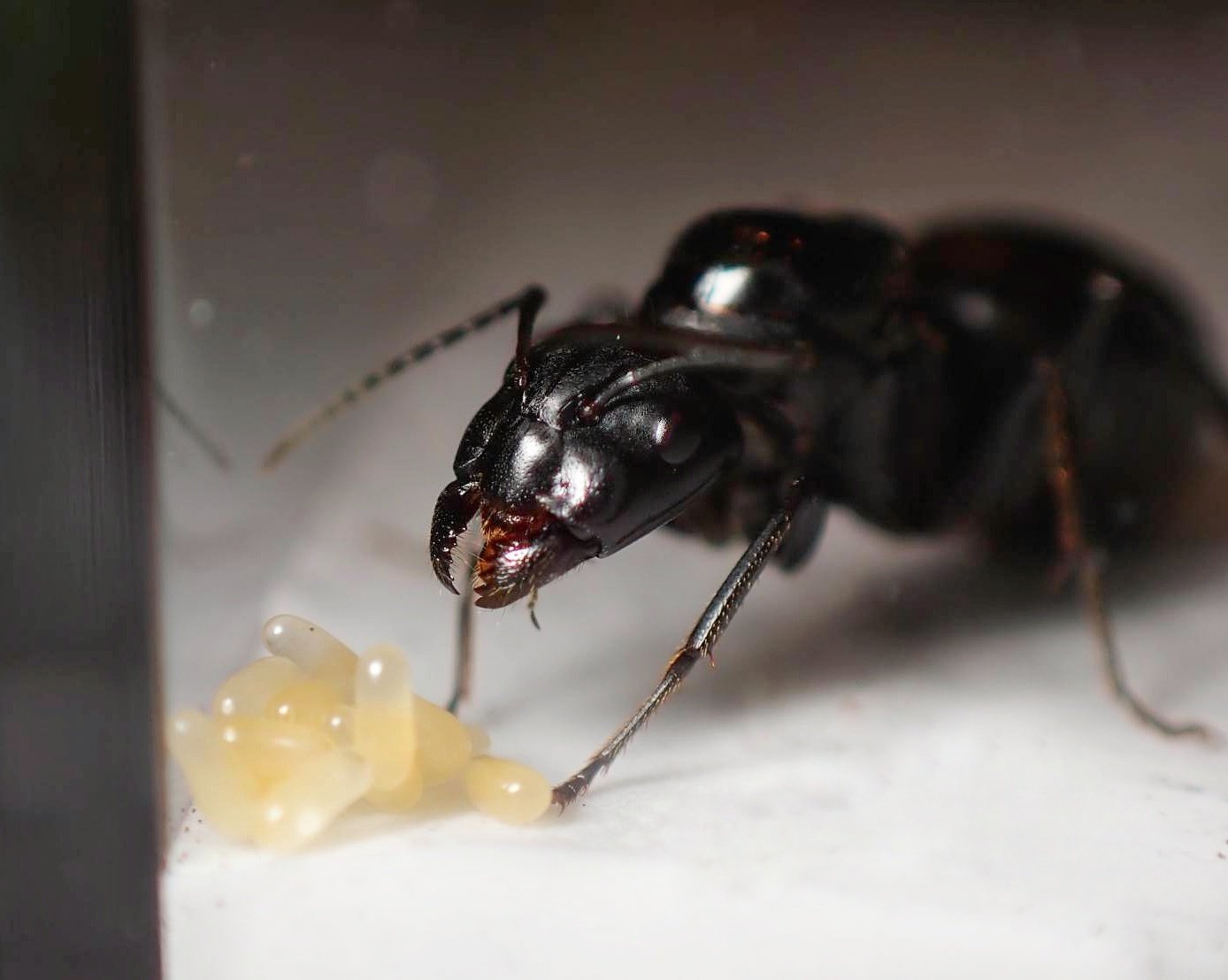 クロオオアリ】新女王からコロニー化までの軌跡〈アリ飼育〉｜アリさんニキ