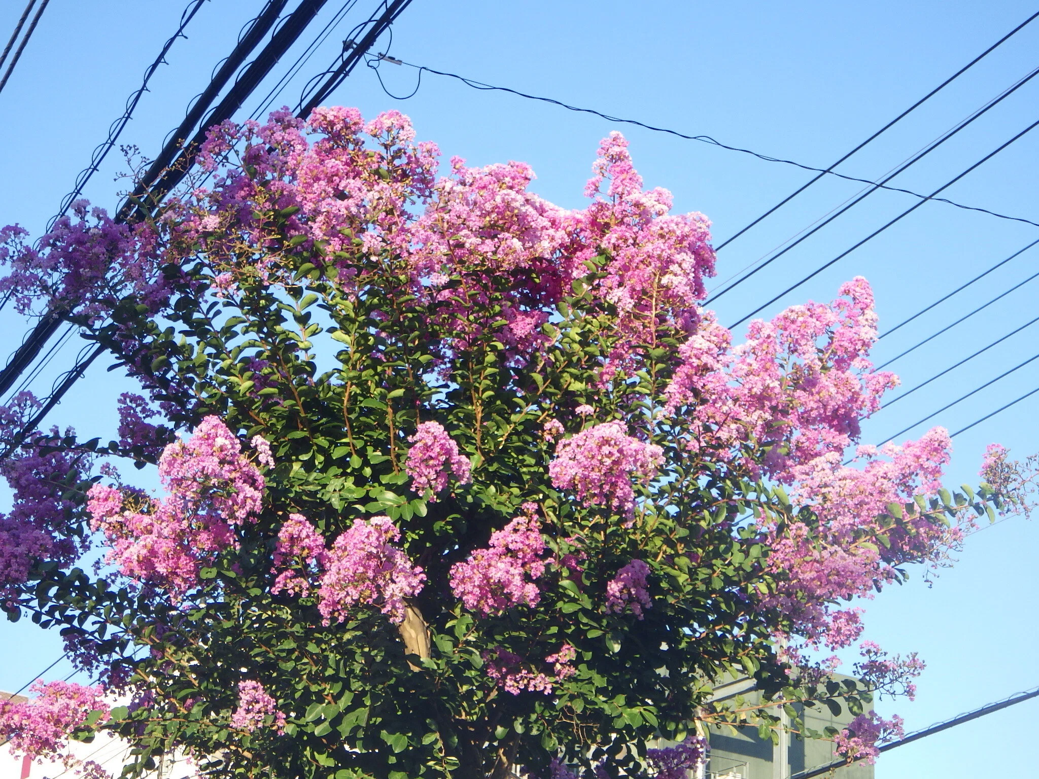 調布市の花サルスベリ（百日紅）｜調布市多摩川自然情報館