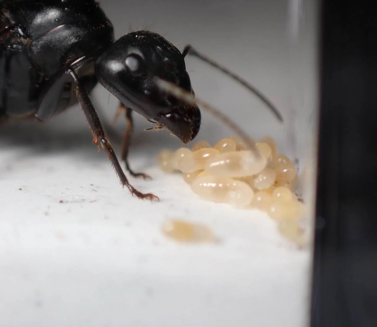 クロオオアリ】新女王からコロニー化までの軌跡〈アリ飼育〉｜アリさんニキ