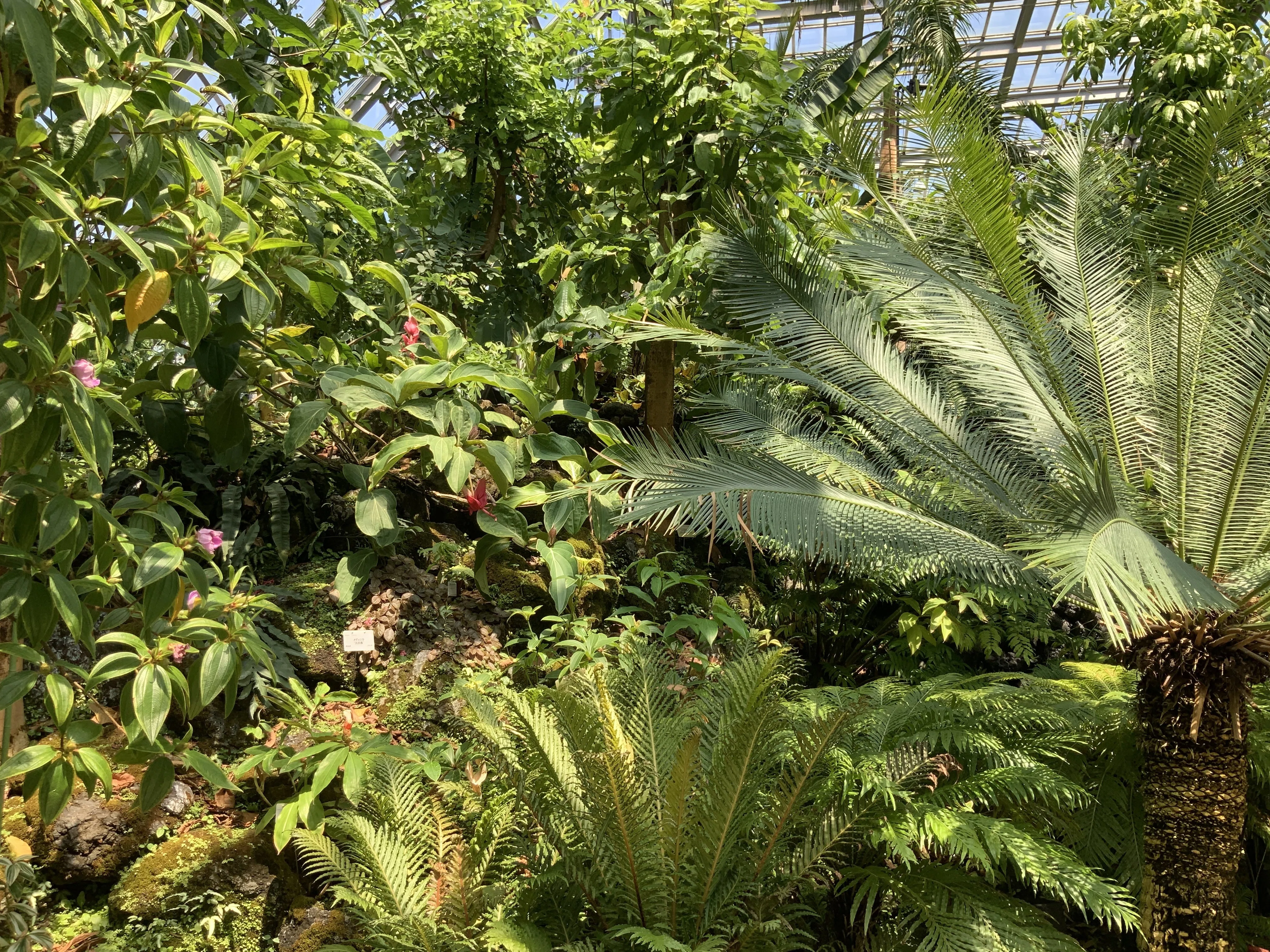 火の鳥」（京都府立植物園）：2025年8月2日（土）｜藤井秀昭（『京都