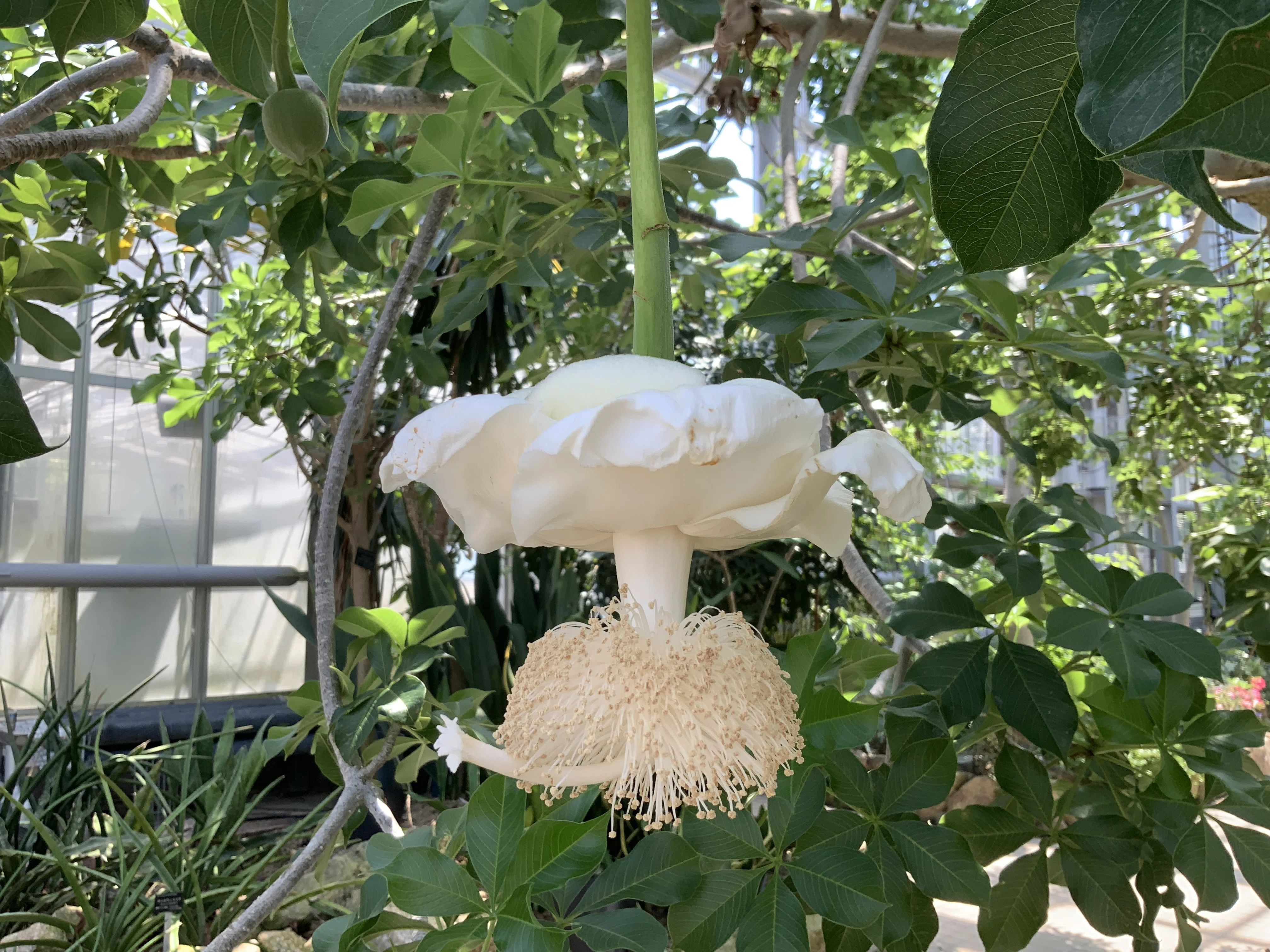バオバブの花（京都府立植物園）：2025年8月10日（日）｜藤井秀昭