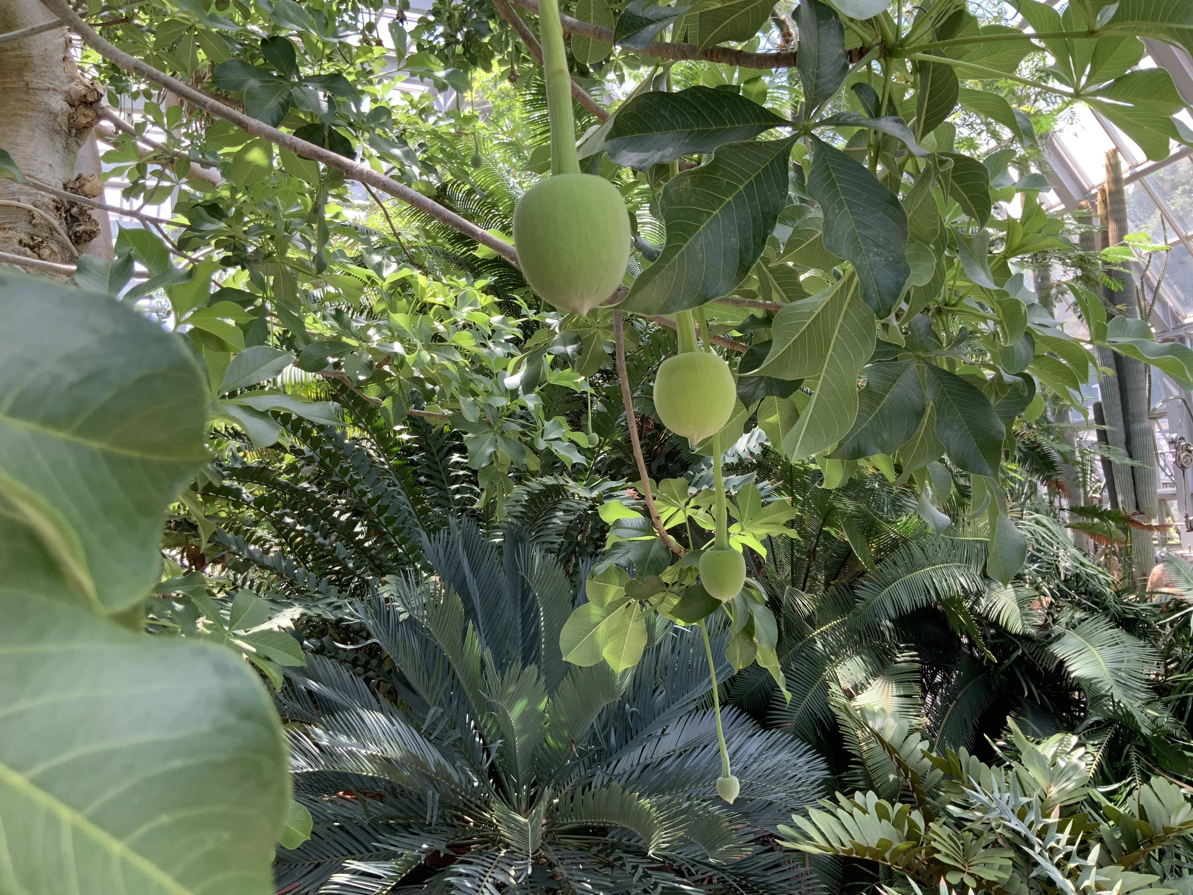 バオバブの花（京都府立植物園）：2025年8月10日（日）｜藤井秀昭